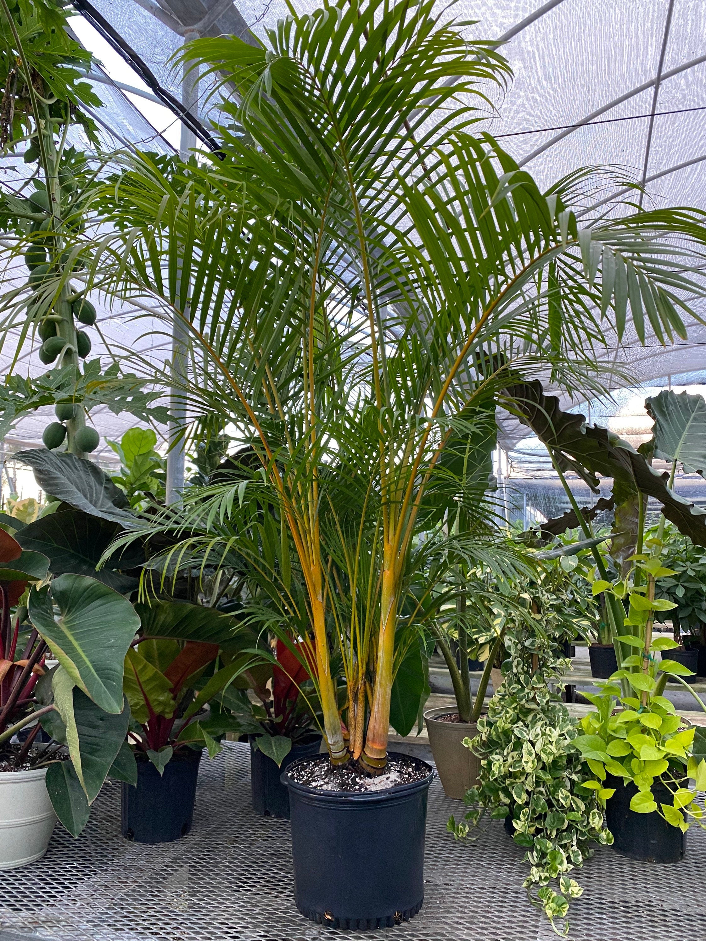 Areca Palm, Golden Cane, Dypsis Lutescens far view
