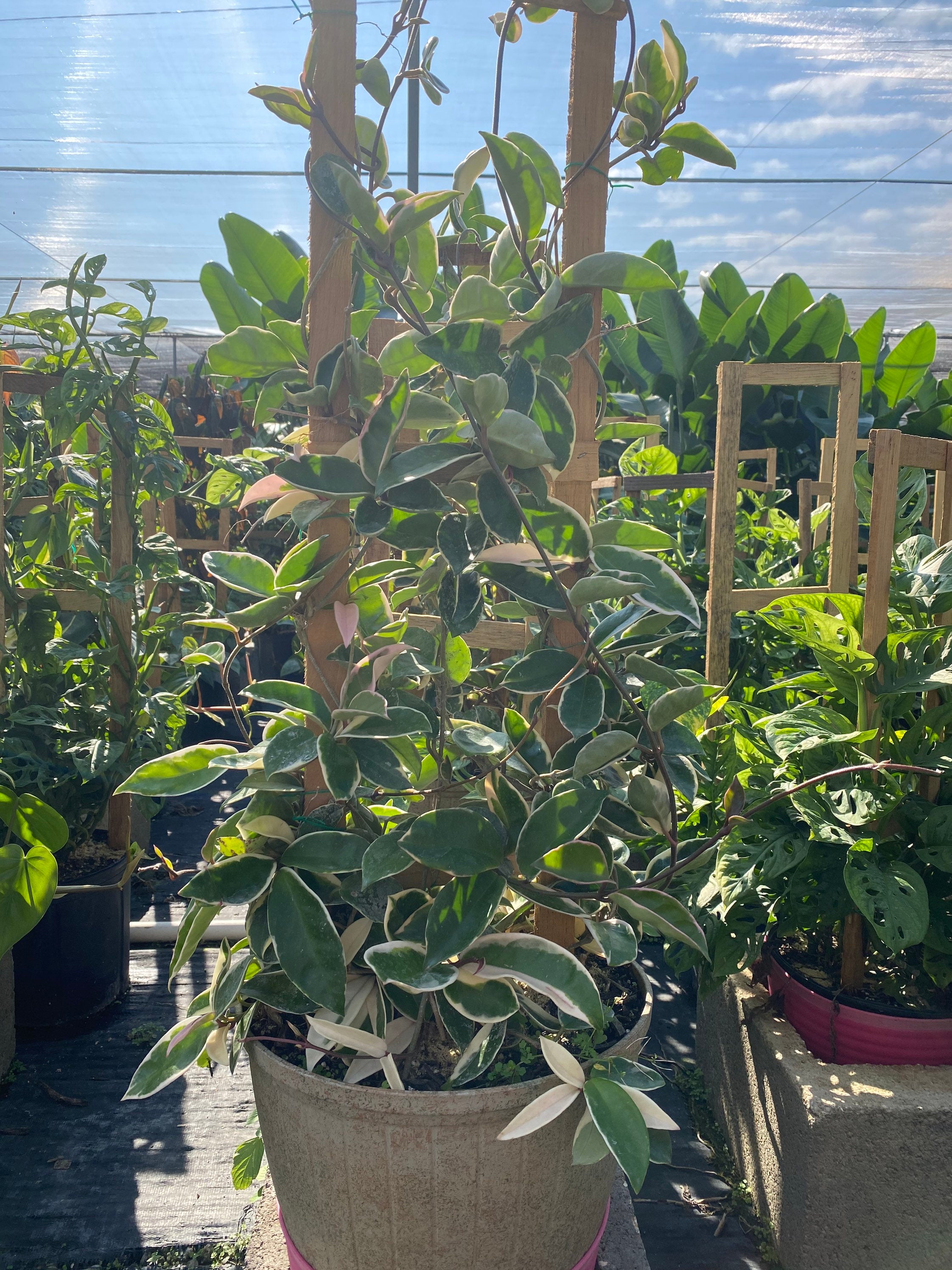 outside view of Hoya Krimson Queen in Trellis, Hoya Carnosa Variegated