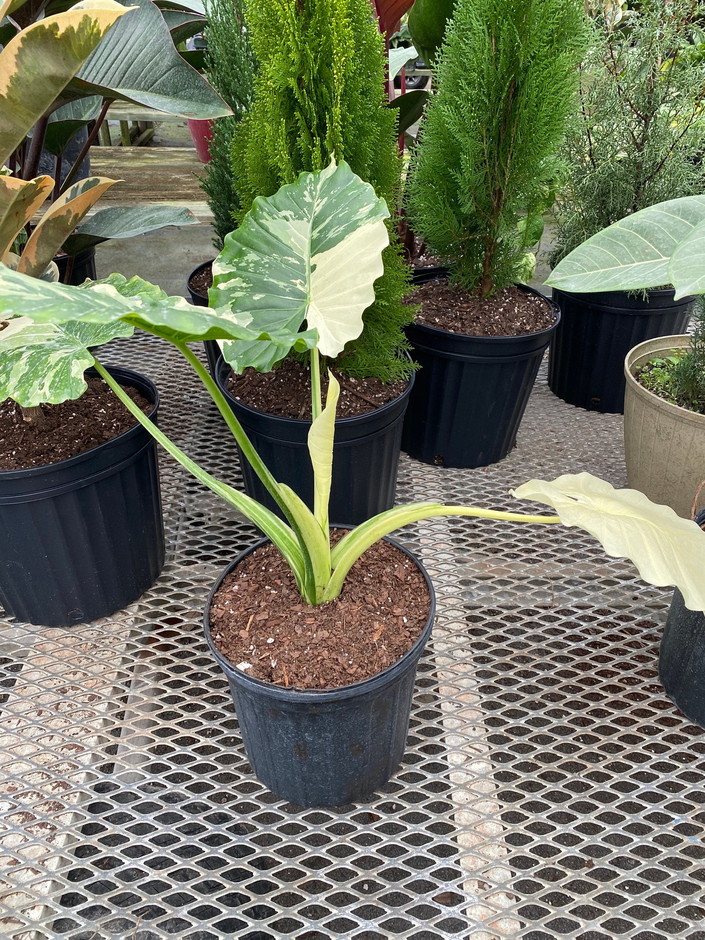 Alocasia Odora Variegata, Collectors Rare and Exotic in a black pot outside