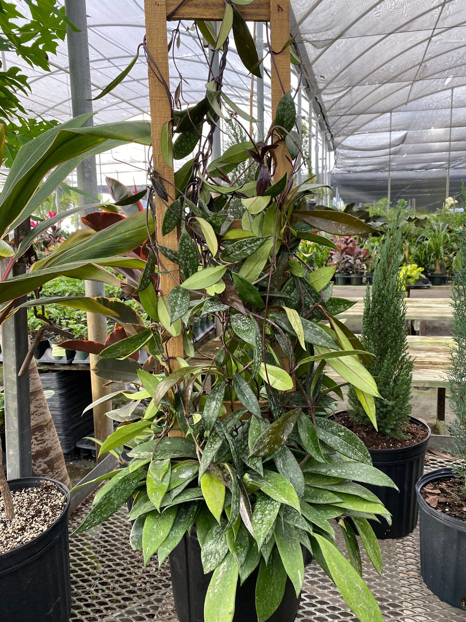Hoya Publicalyx Splash in Trellis, Live Plant Variegated close view
