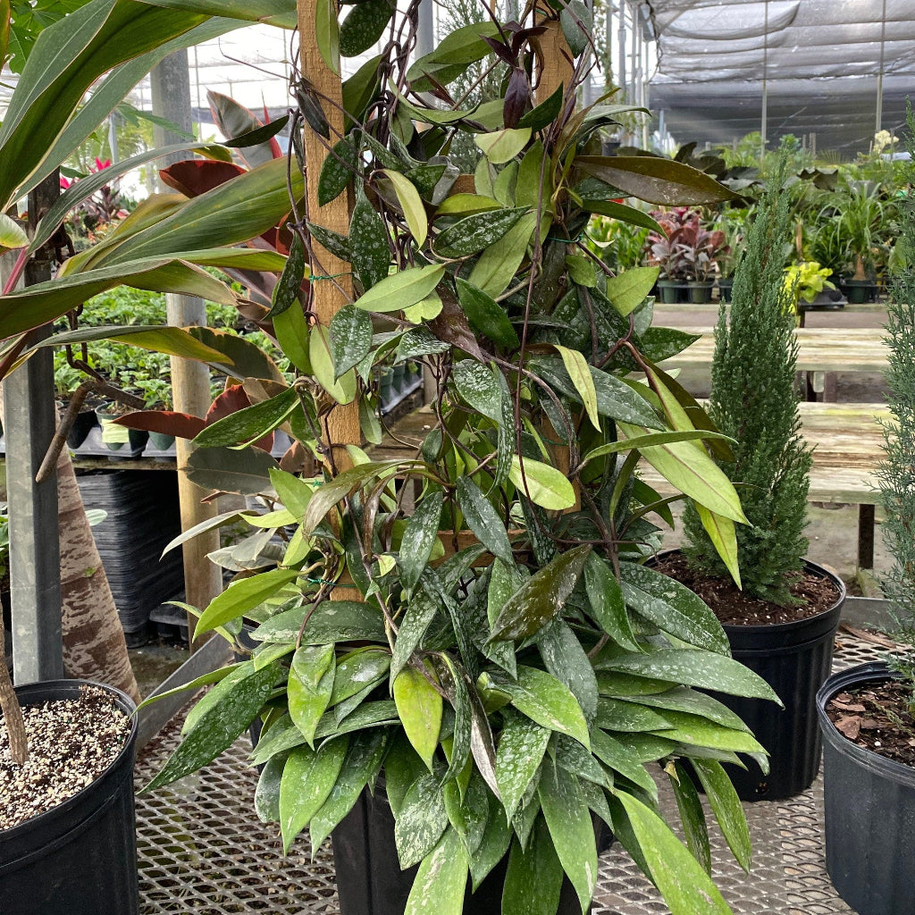 Hoya Publicalyx Splash in Trellis, Live Plant Variegated close view