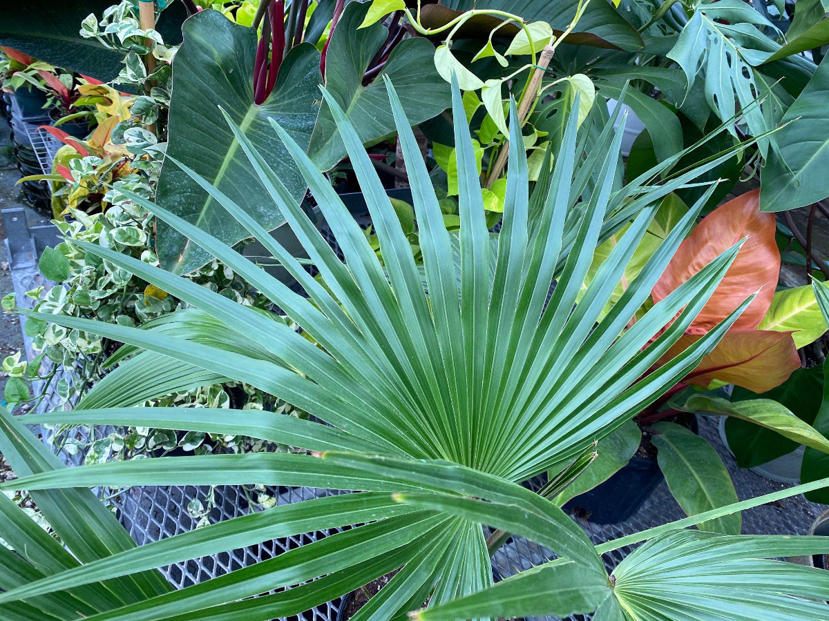 A beautiful Livistona Roundleaf Fan Palm