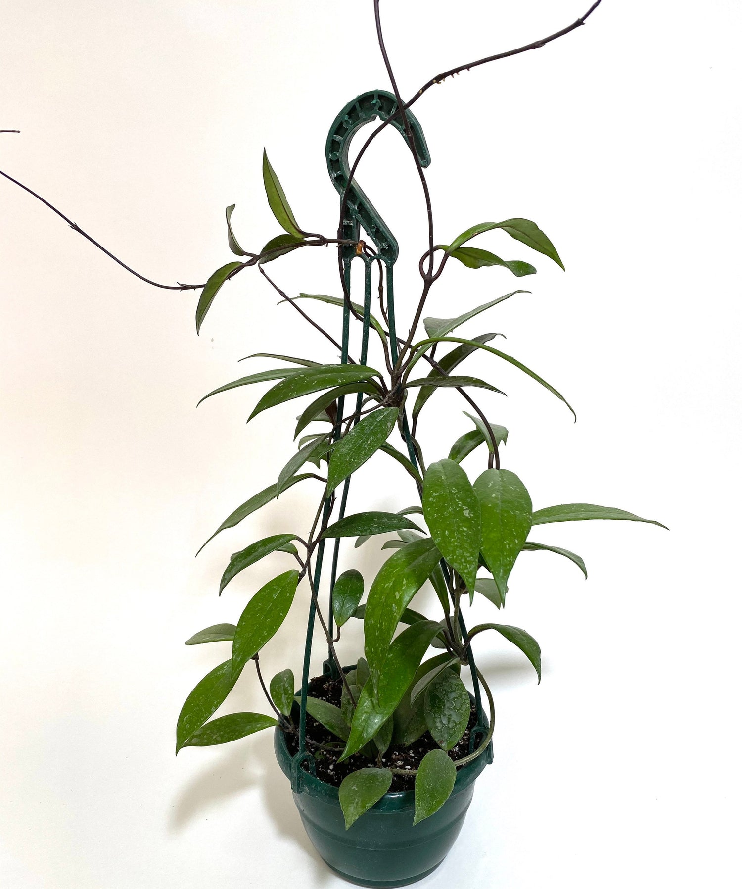 Hoya Publicalyx Splash in Hanging Basket, Live Plant Variegated with white background