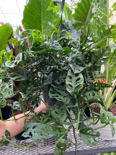 leaves of Monstera Adansonii Swiss cheese Hanging Basket