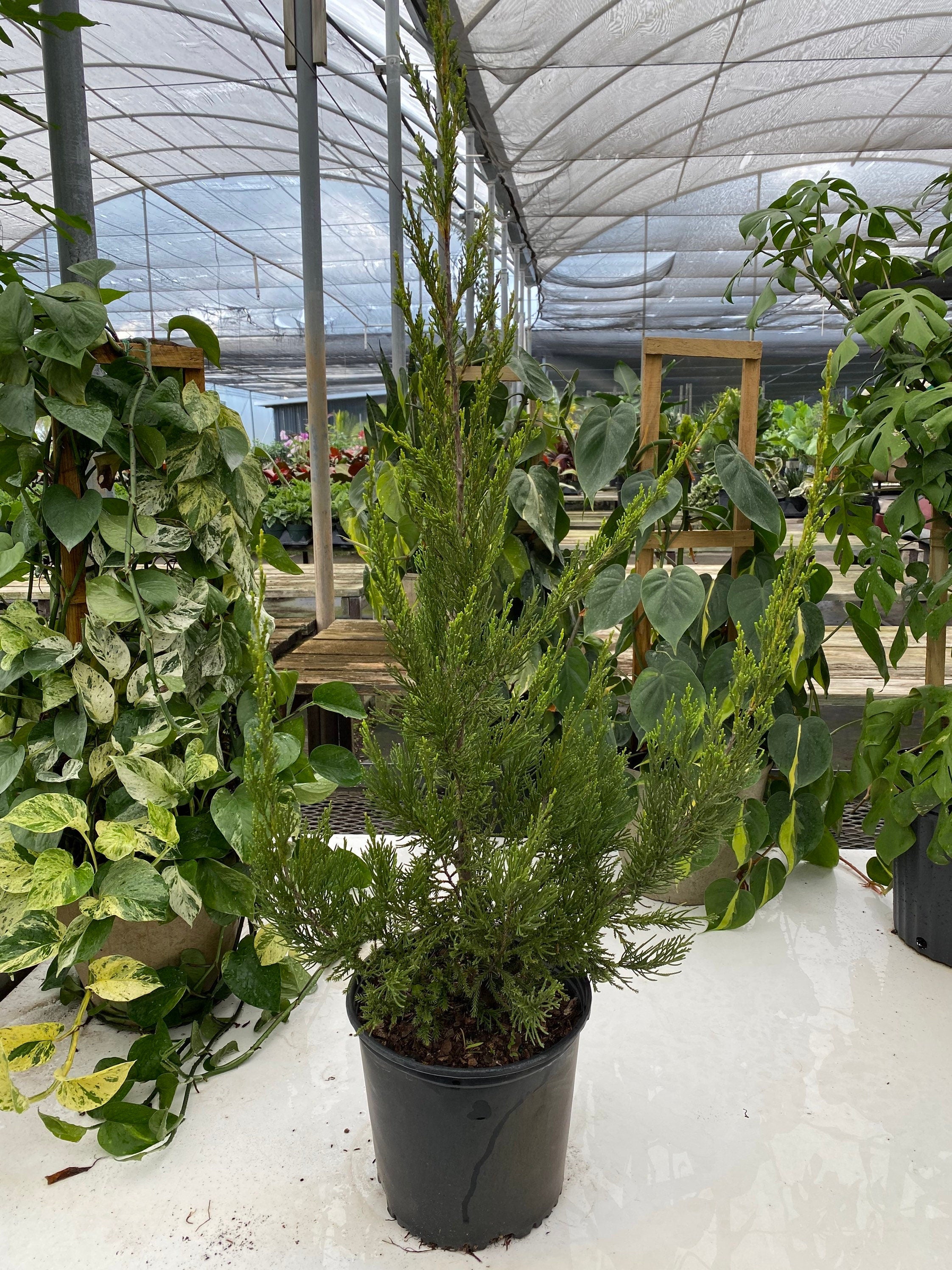 Hetzii Green Columnar Juniper
