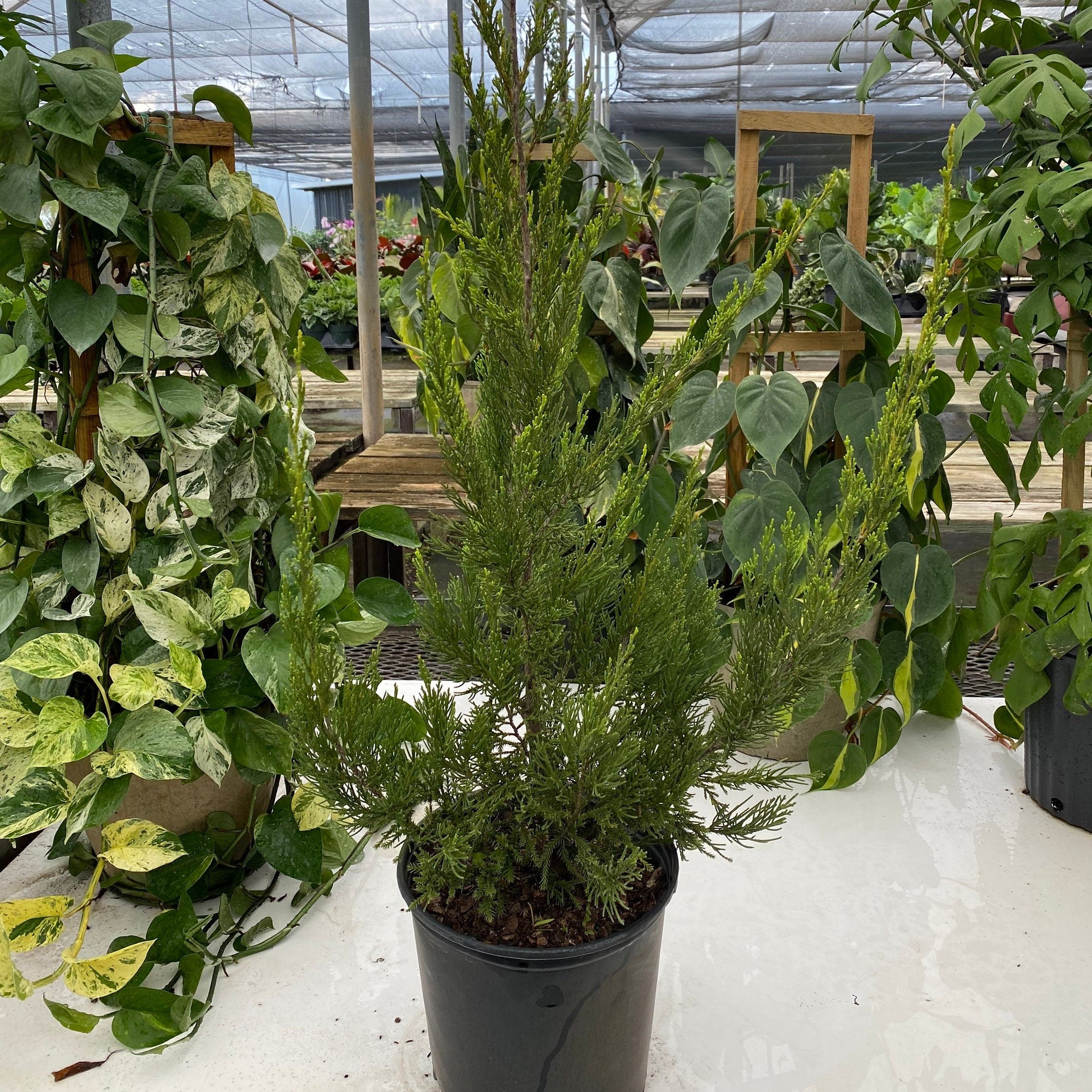 Hetzii Green Columnar Juniper