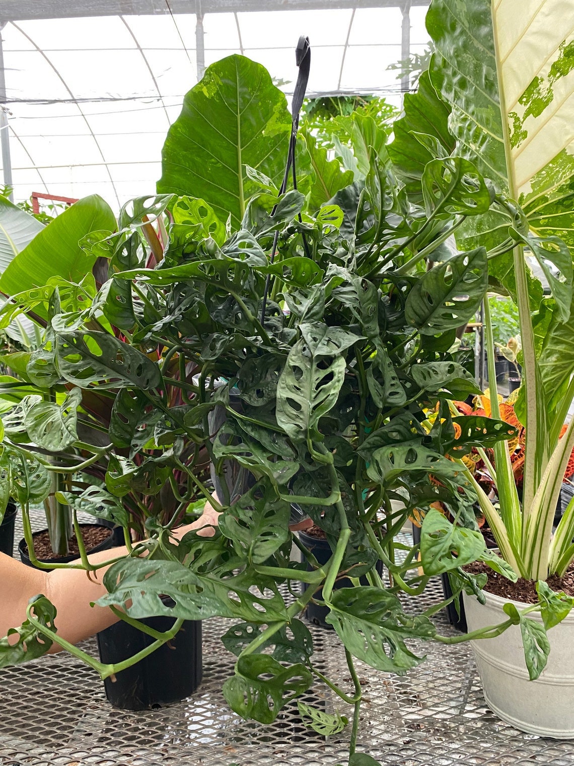 outside view of Monstera Adansonii Swiss cheese Hanging Basket