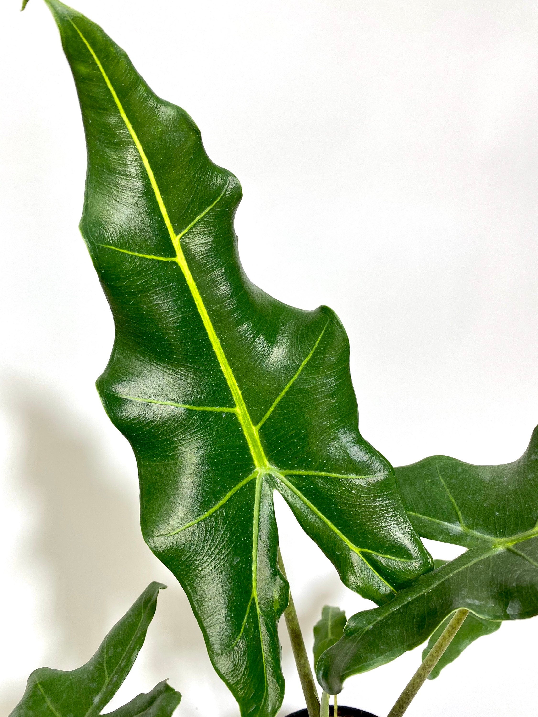 leaves of Alocasia Sarian, Live Tropical Plant