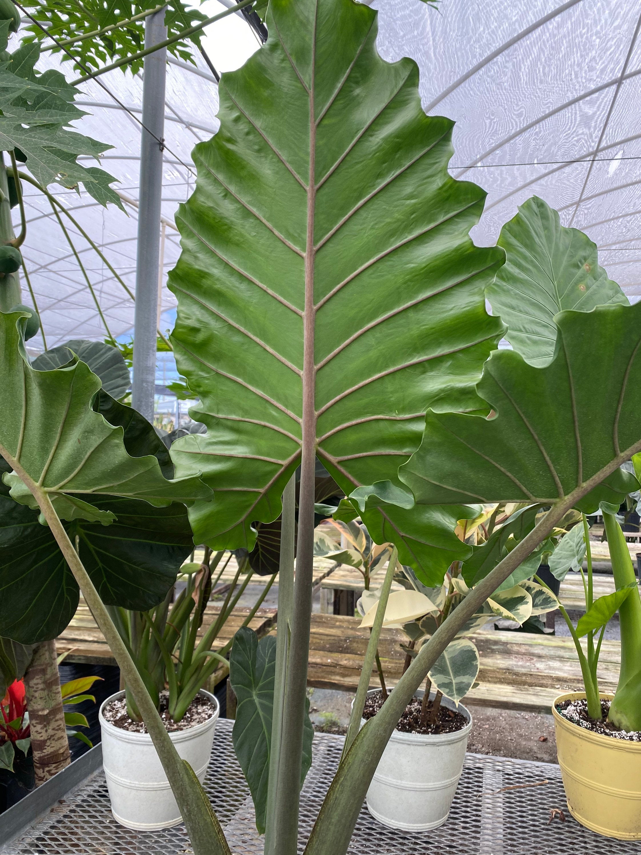 leaves of Alocasia Calidora, Elephant Ears, Live Tropical Plant