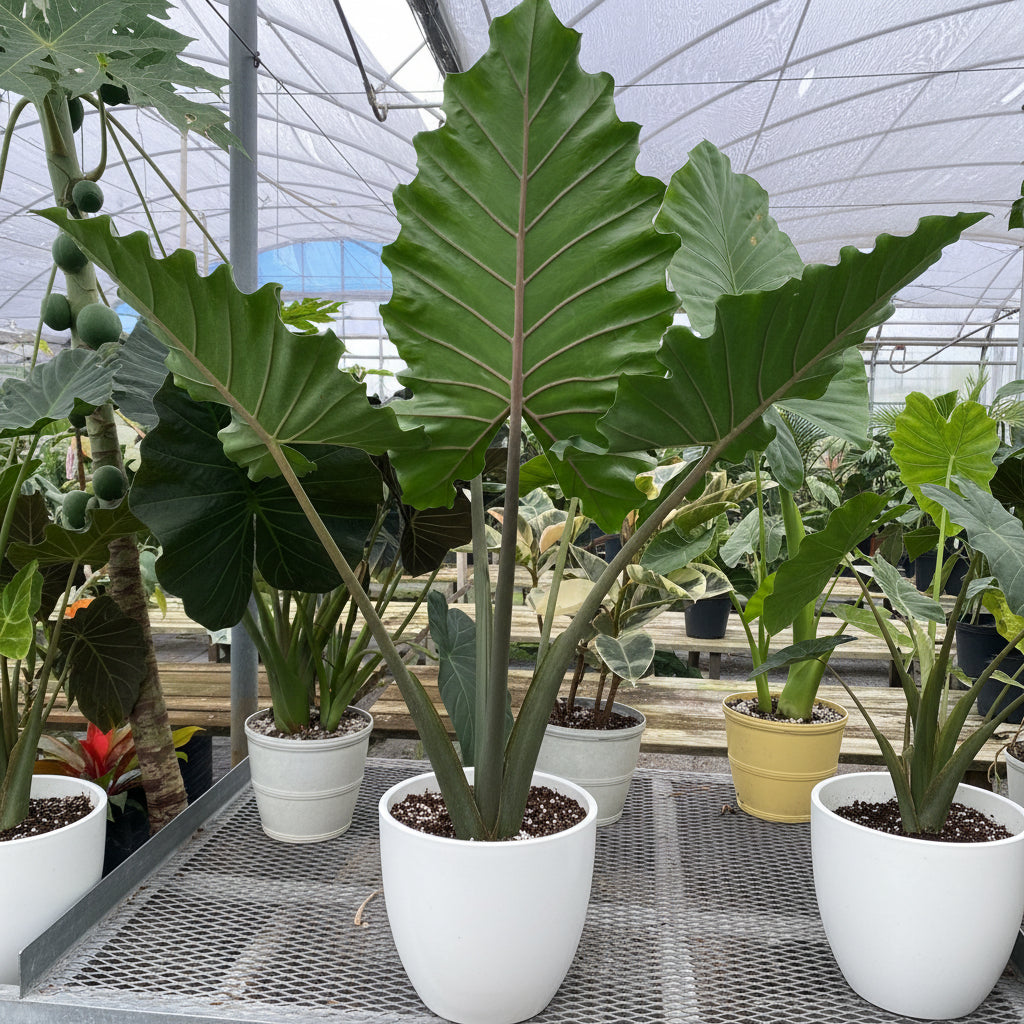 leaves of Alocasia Calidora, Elephant Ears, Live Tropical Plant