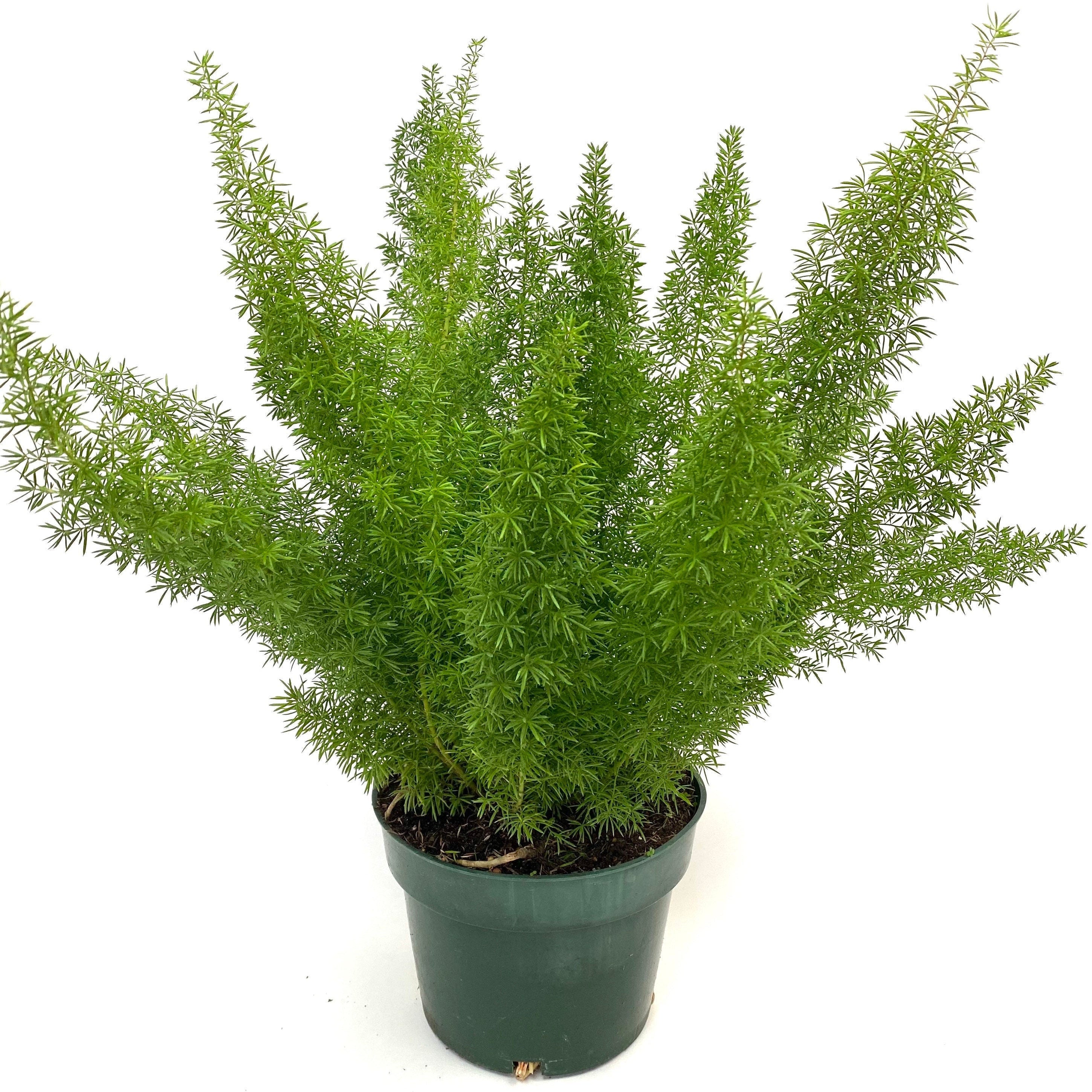 Foxtail Fern, Asparagus Fern in a pot