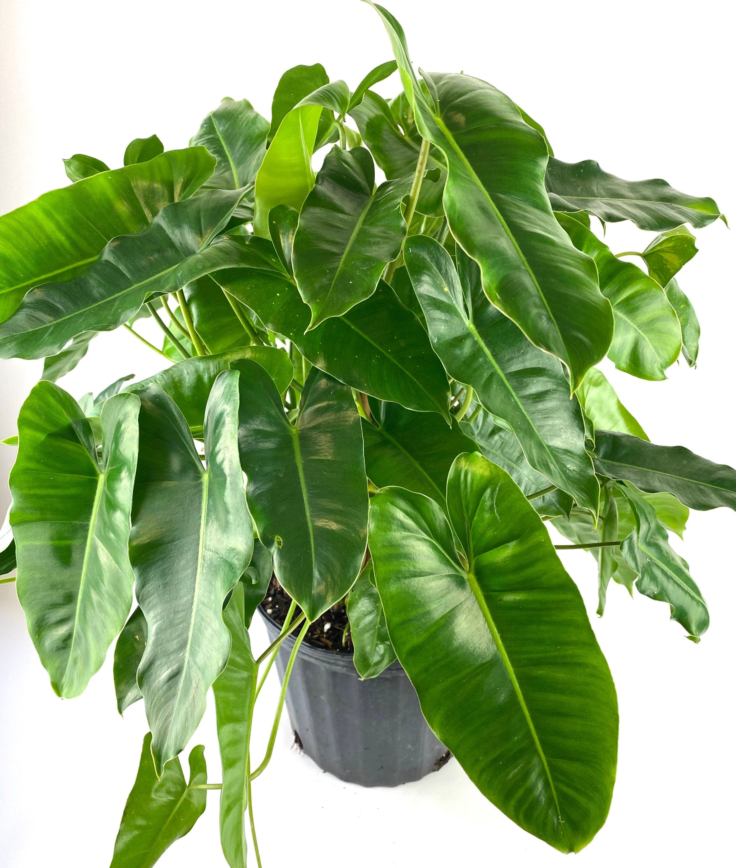 Philodendron Burle Marx, Live Climbing Plant Vine