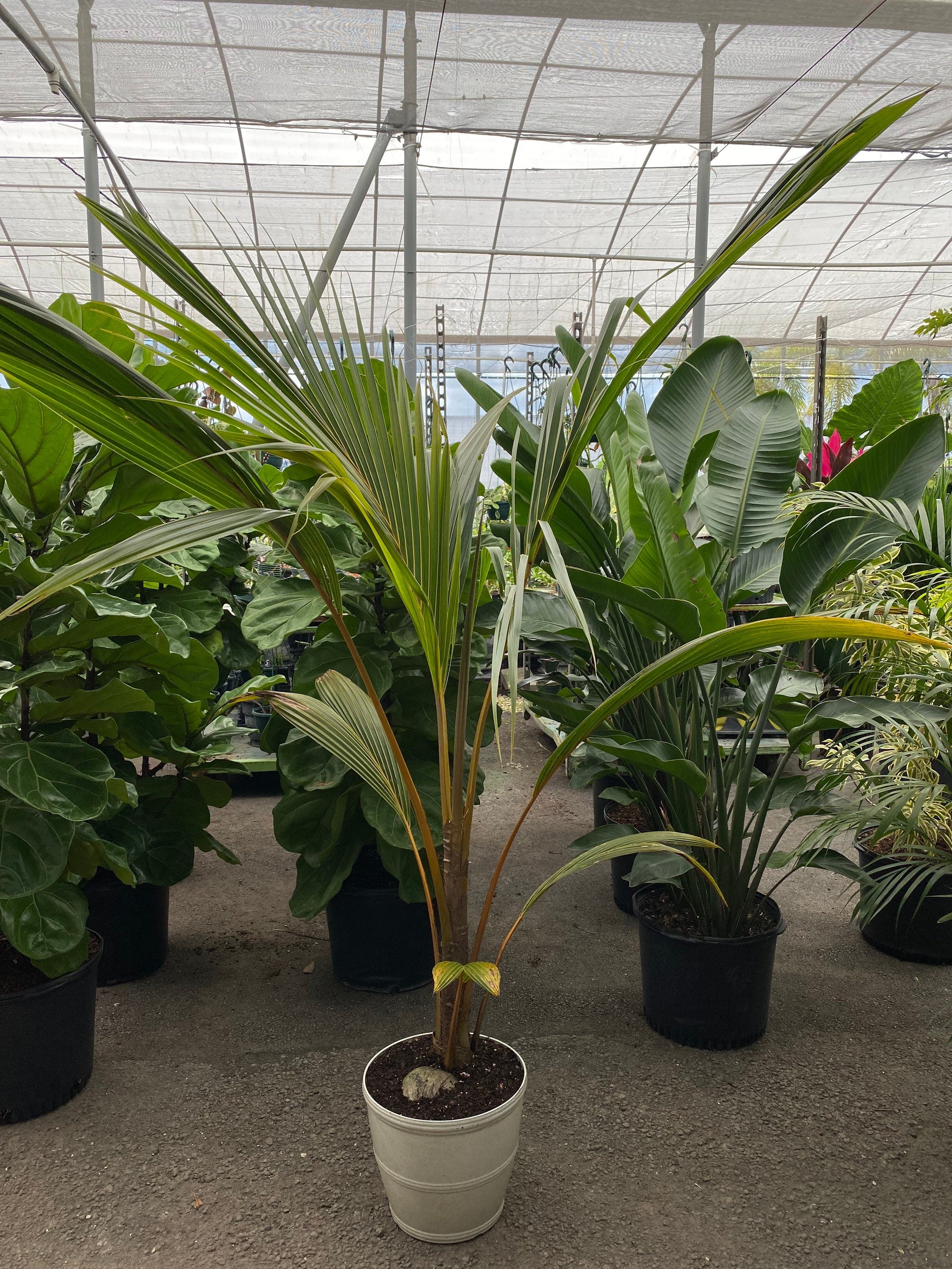 Coconut Tree Red Spicata, Exotic and Rare