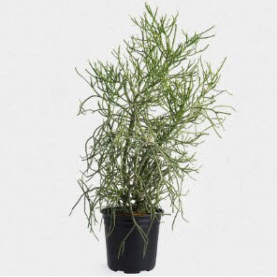 A potted Euphorbia Pencil Tree Cactus, also known as a Milk Bush or Sticks of Fire