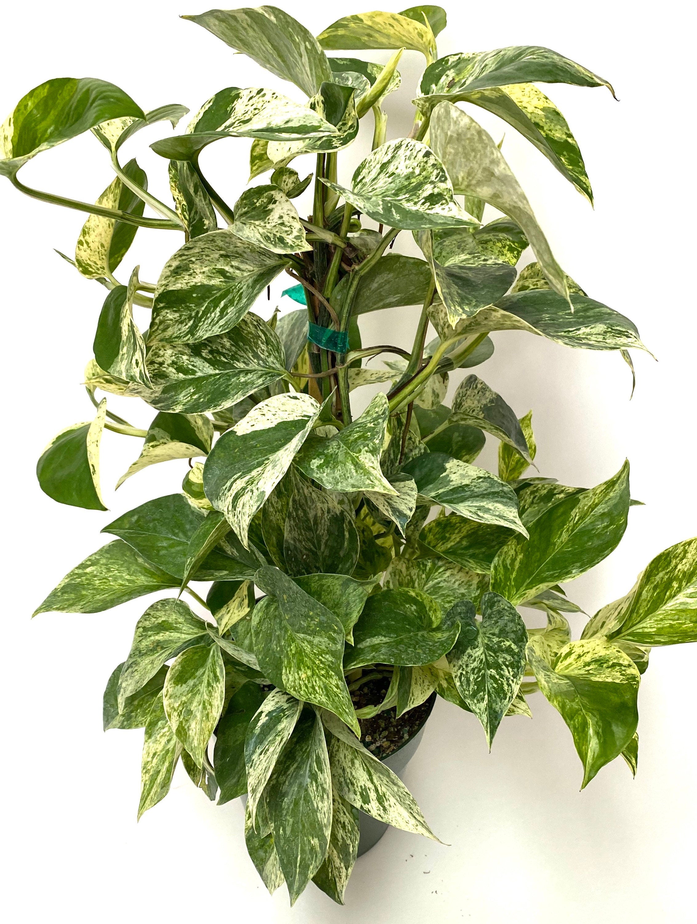 Pothos Marble Queen in Trellis, Stunning Variegated Vines