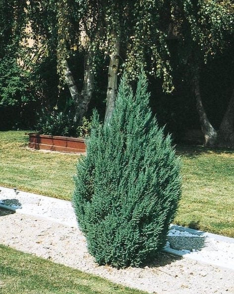 Blue Point Juniper, Juniperus Chinensis
