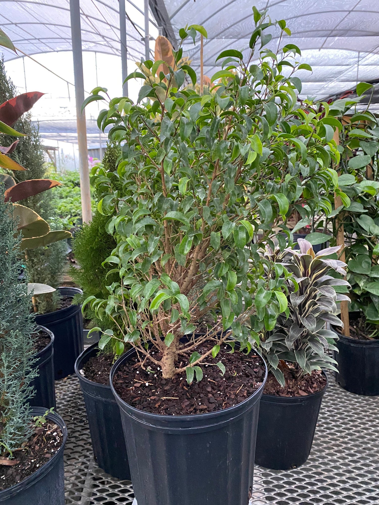 Ficus Benjamina Too Little Dwarf in a pot outside