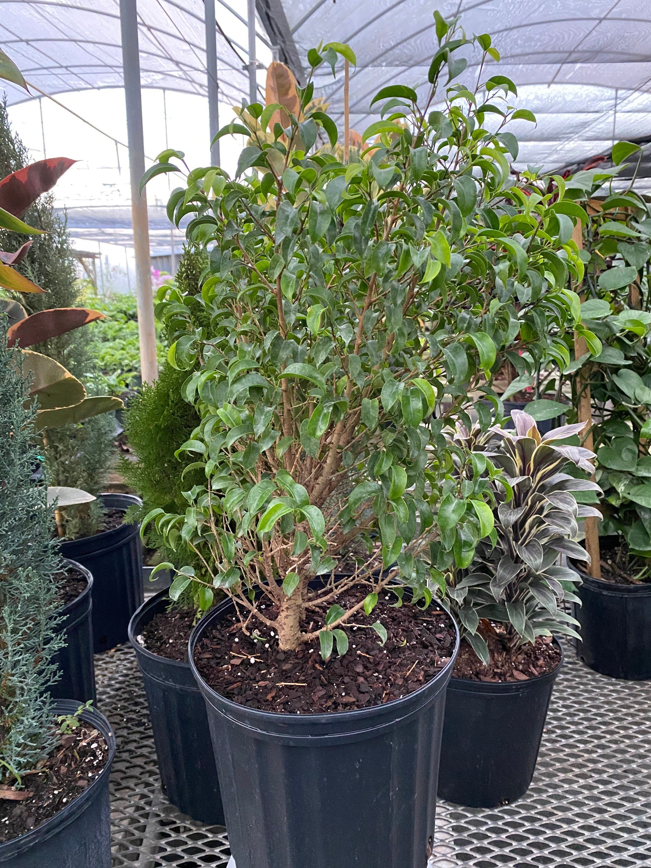 Ficus Benjamina Too Little Dwarf