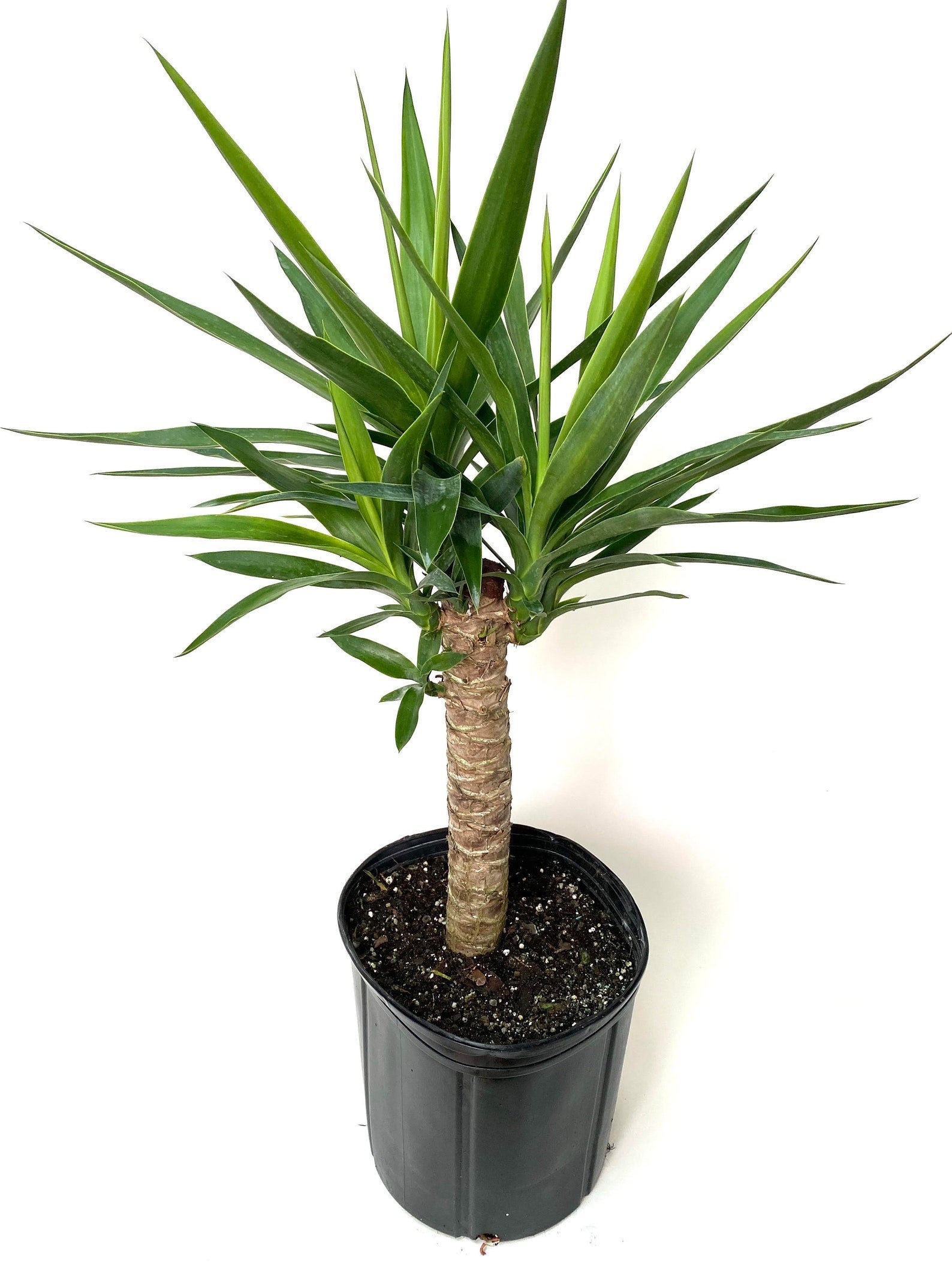 dracaena elephantipes Dracaena Yucca Cane, Single Stem