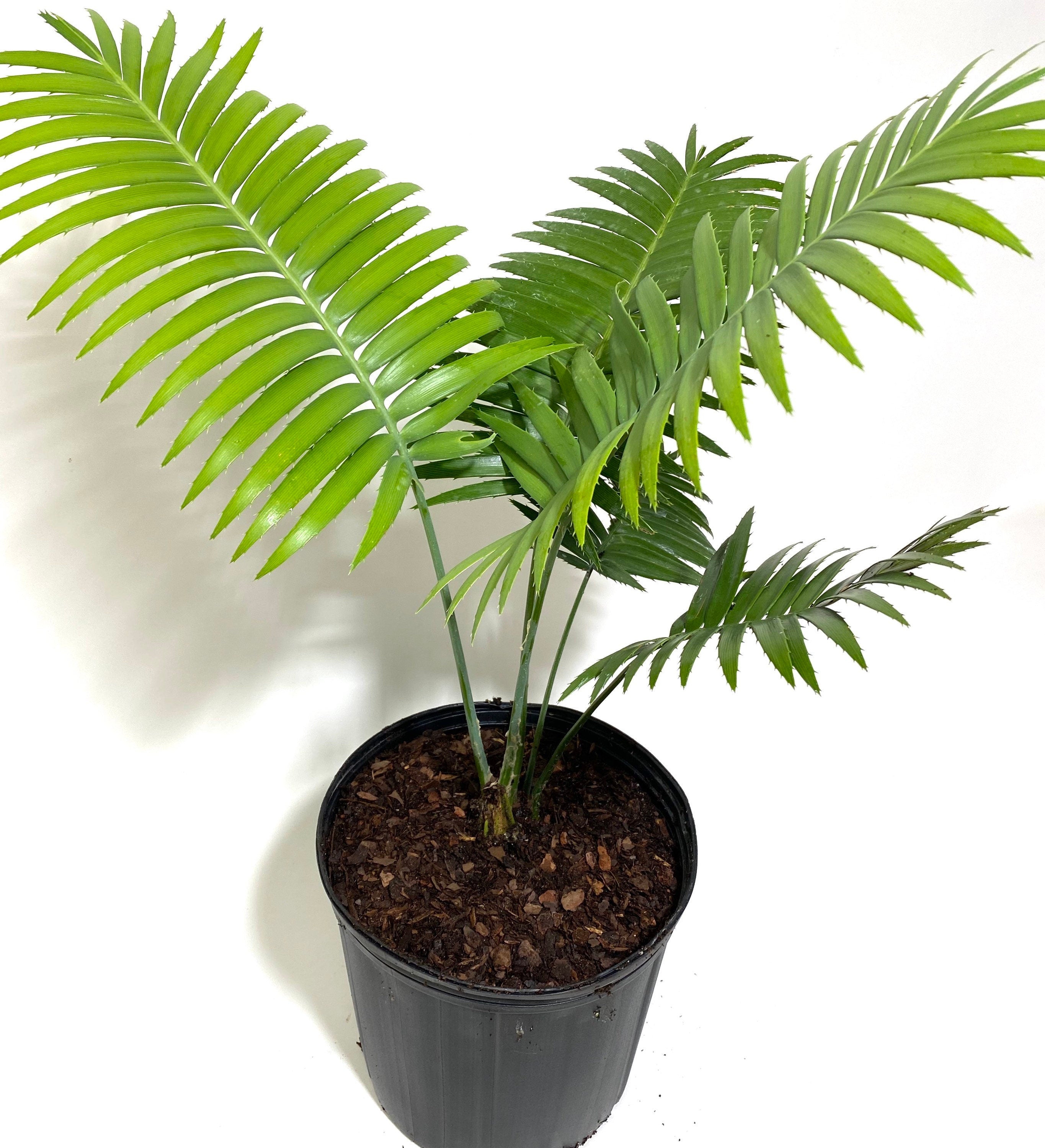 Dioon Spinulosum, Mexican Cycad, Gum Exotic Palm