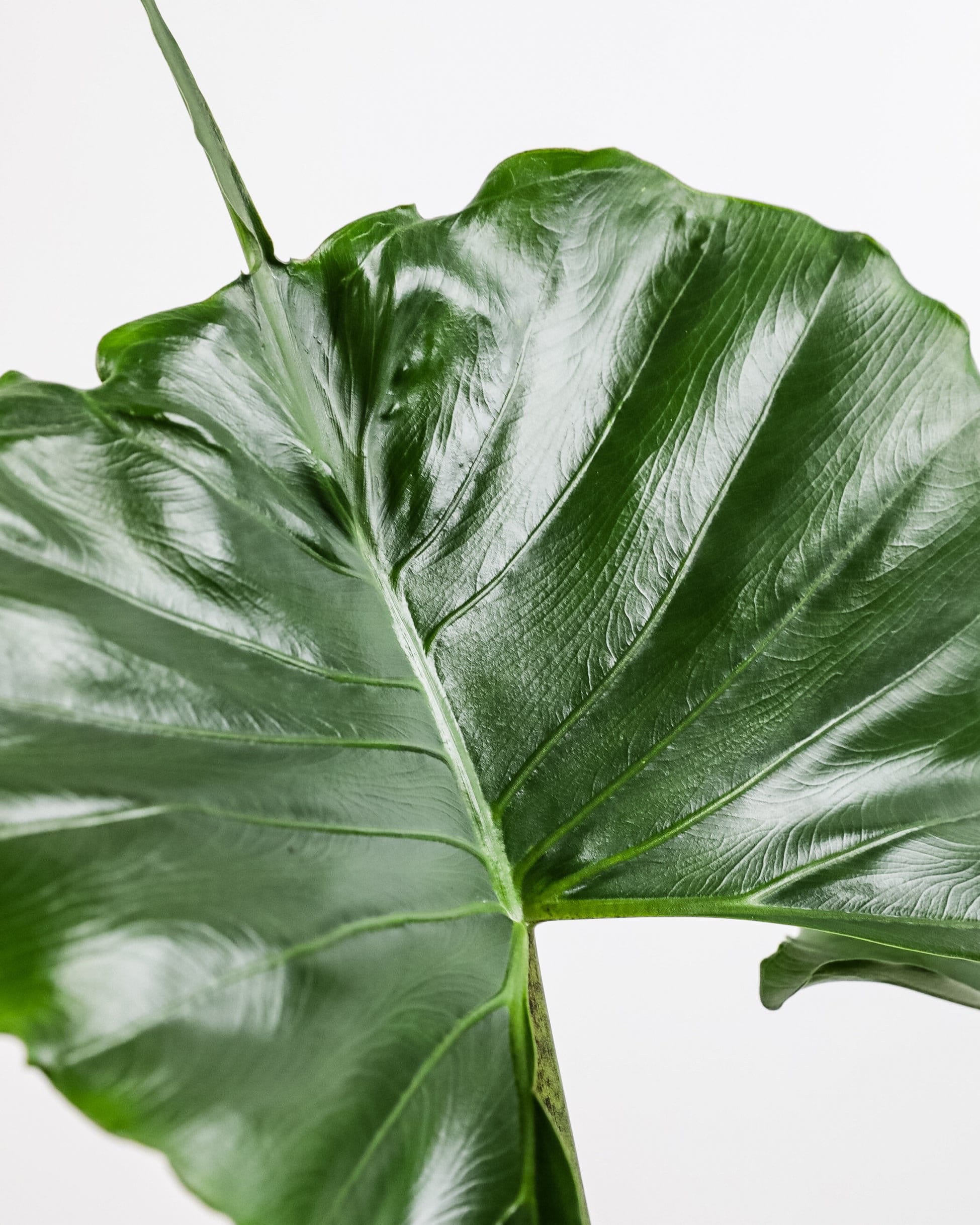 close leave of Alocasia Stingray, Elephant Ears Live Indoor Plant