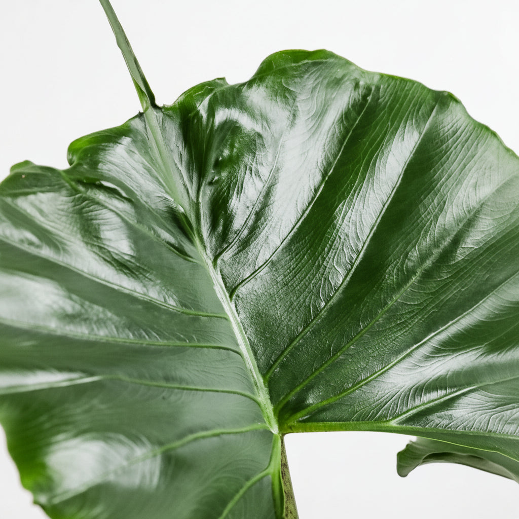 Alocasia Stingray, Elephant Ears Live Indoor Plant in grower pot with a glossy green whiptail leaf and deeply defined structural vein patterns, ideal for bright indoor spaces and tropical home decor.
