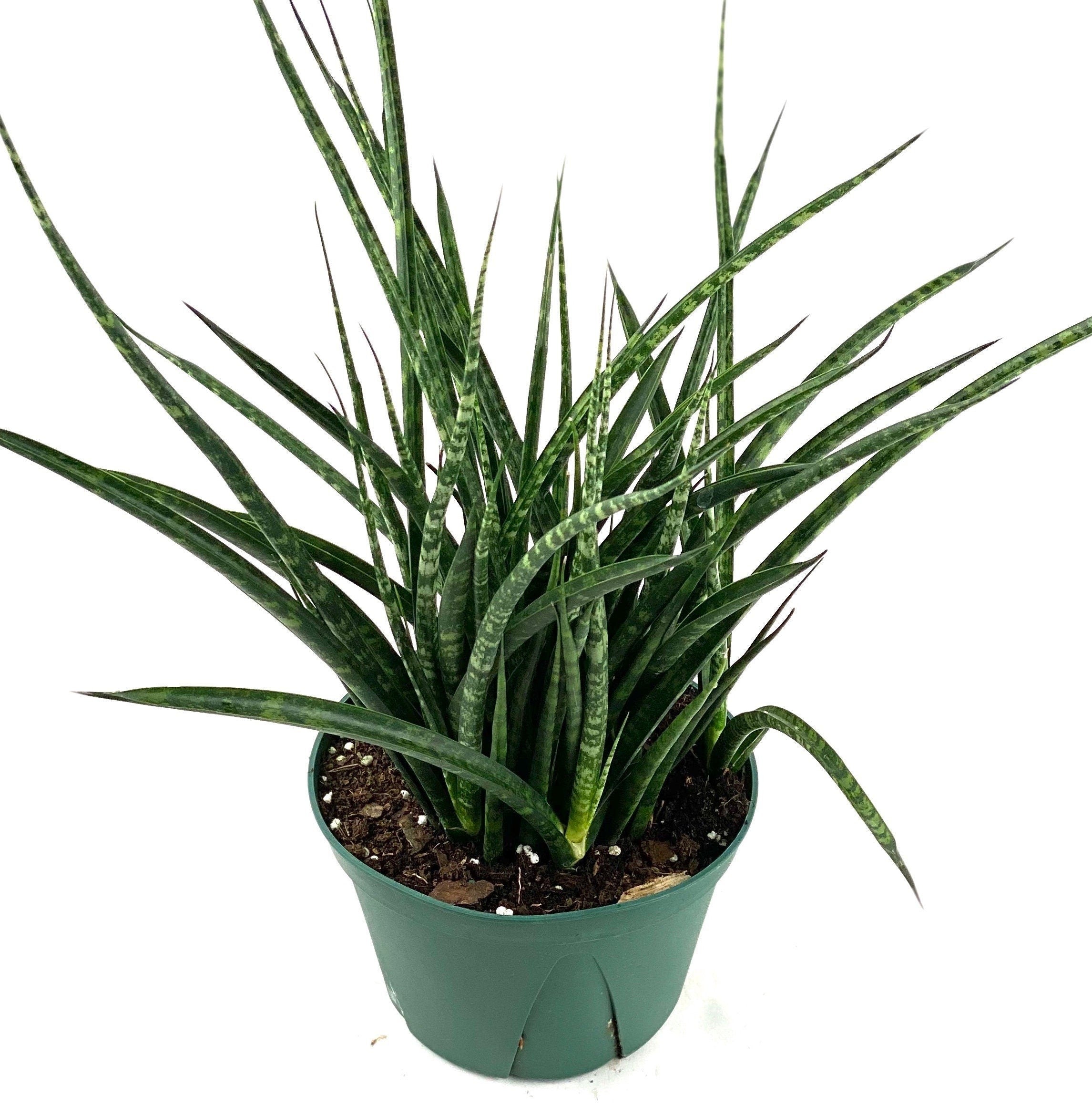 Sansevieria Fernwood Mikado, Snake Plant with white background