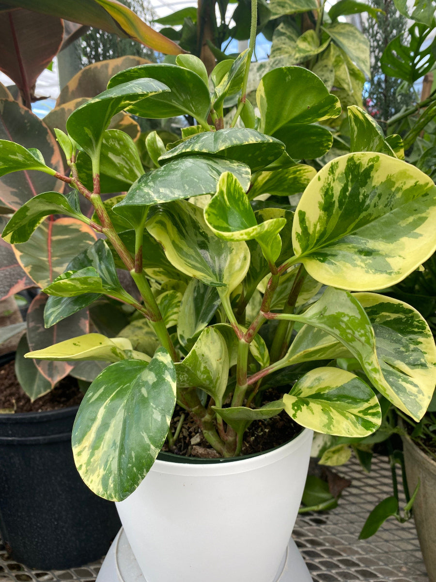 A live Peperomia Marble plant featuring glossy green leaves with striking creamy-yellow variegation.