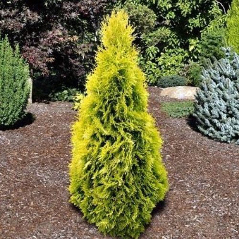 Bercksman Golden Arborvitae