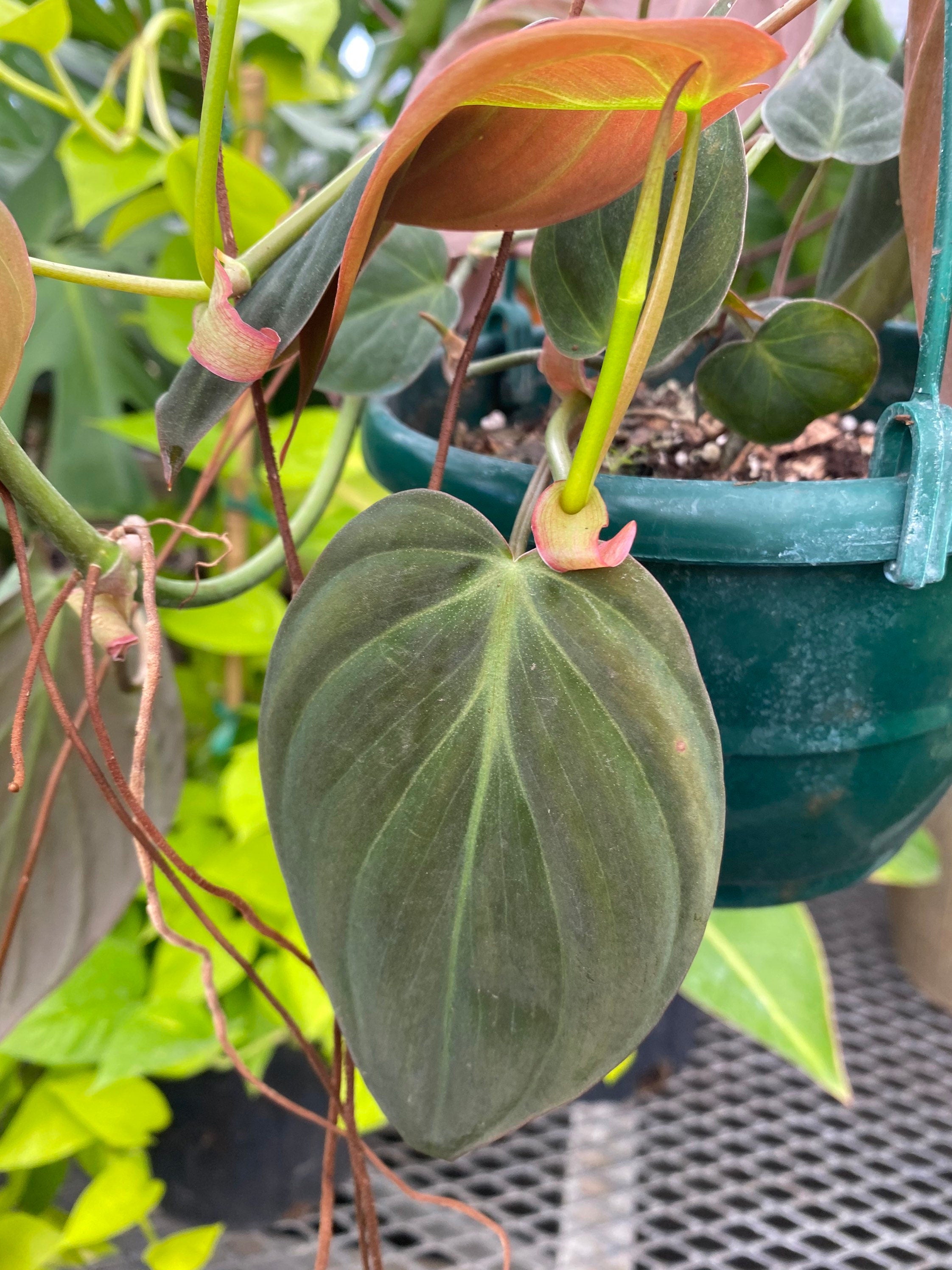 leaf of Philodendron Micans in Hanging Basket, Live Plant Vines
