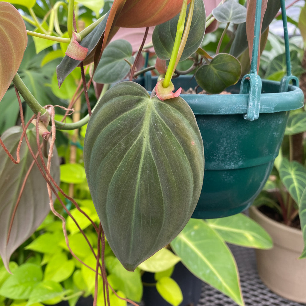 Leaf of Philodendron Micans in Hanging Basket, Live Plant Vines