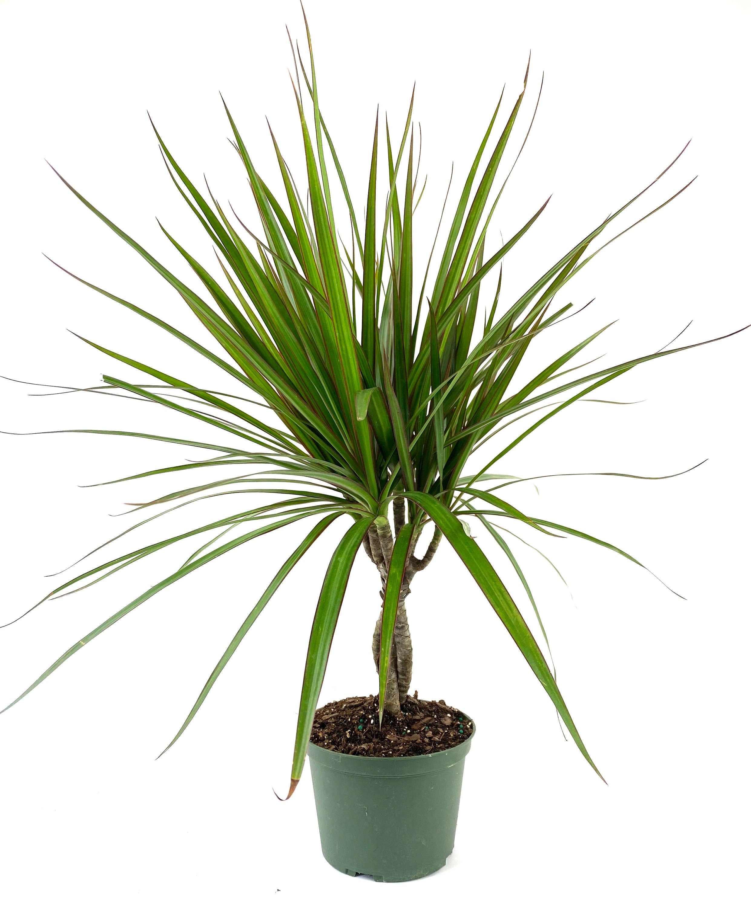 Dracaena Braided Trunk Green, Dragon Tree