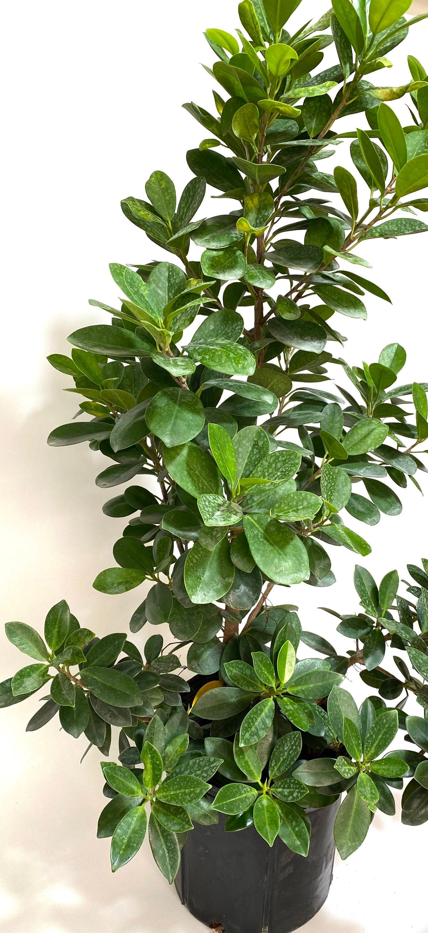 front view of Ficus Moclame Bush, Ficus Microcarpa Daniella