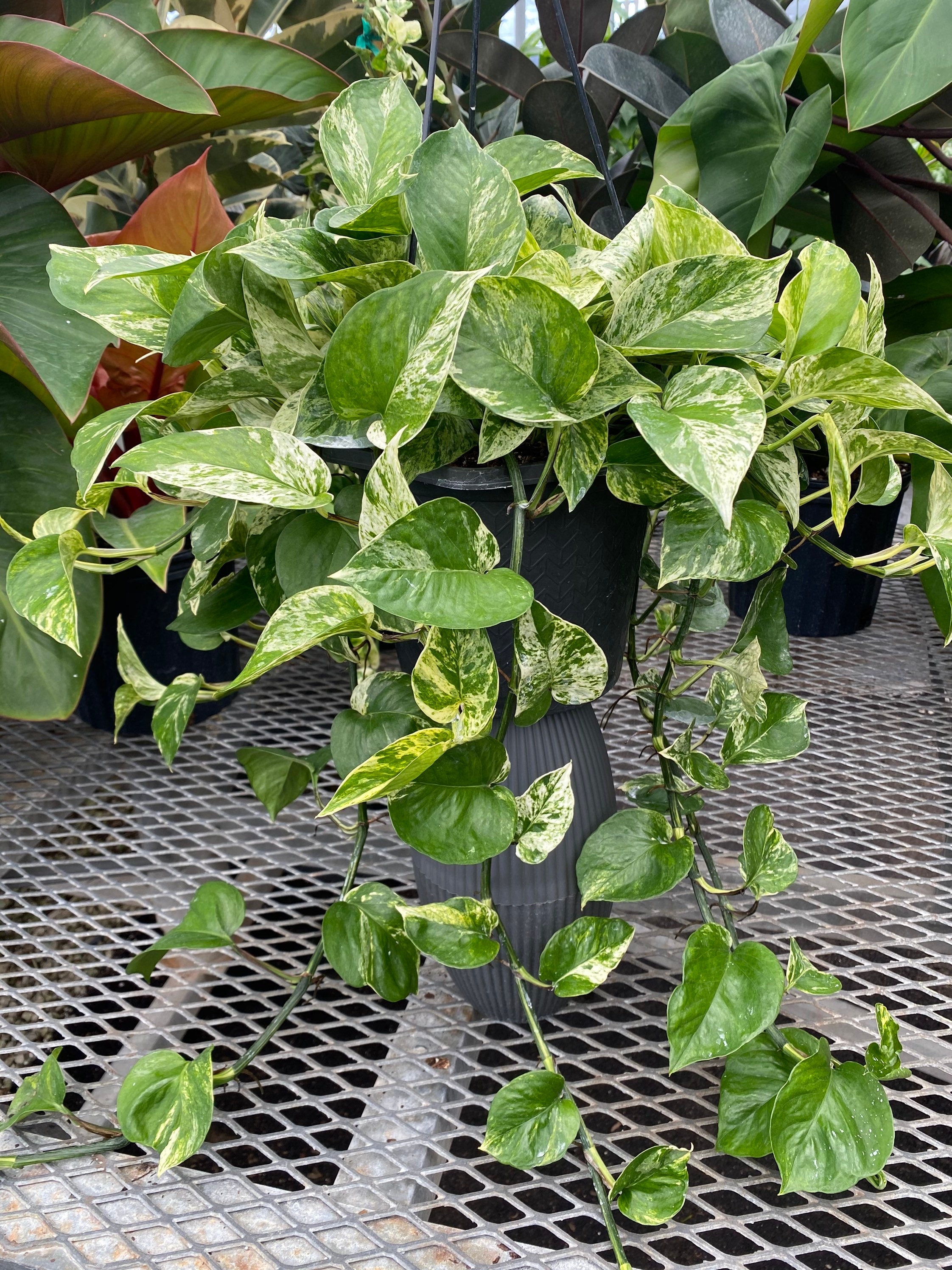 leaves of Pothos Marble Queen in Hanging Basket, Live Patio Plant