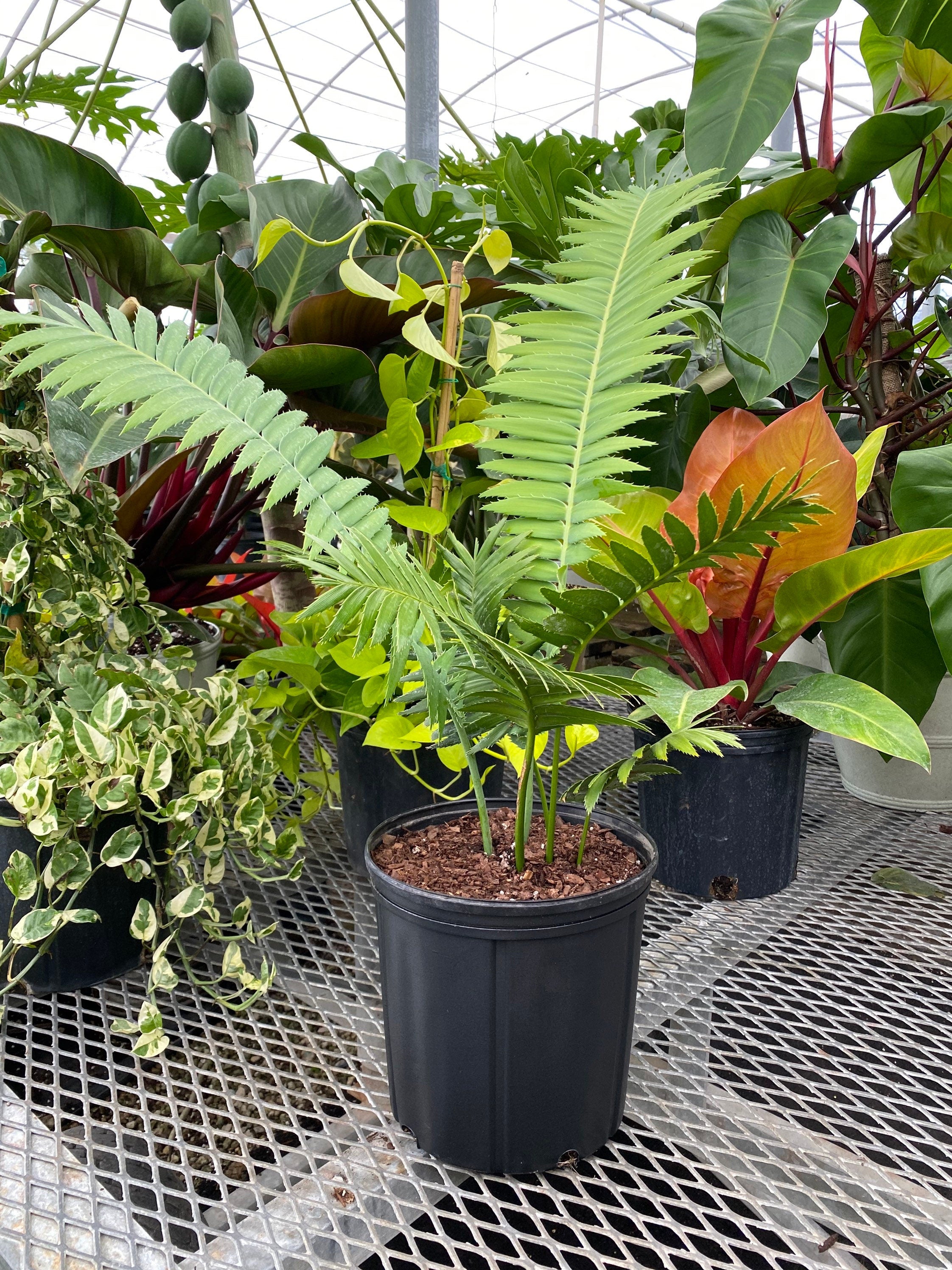 Dioon Spinulosum, Mexican Cycad, Gum Exotic Palm