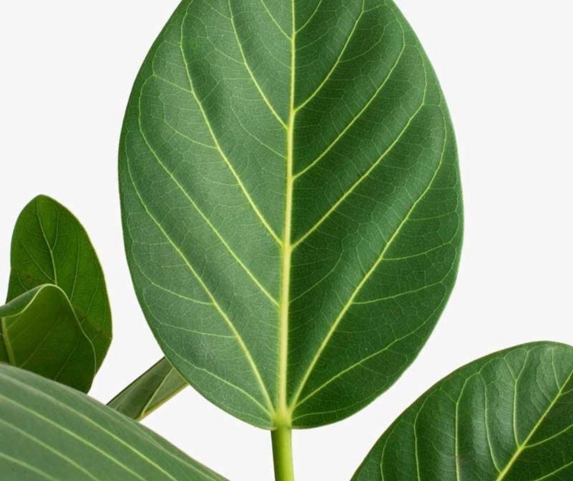 leaf of Banyan Tree, Ficus Benghalensisis
