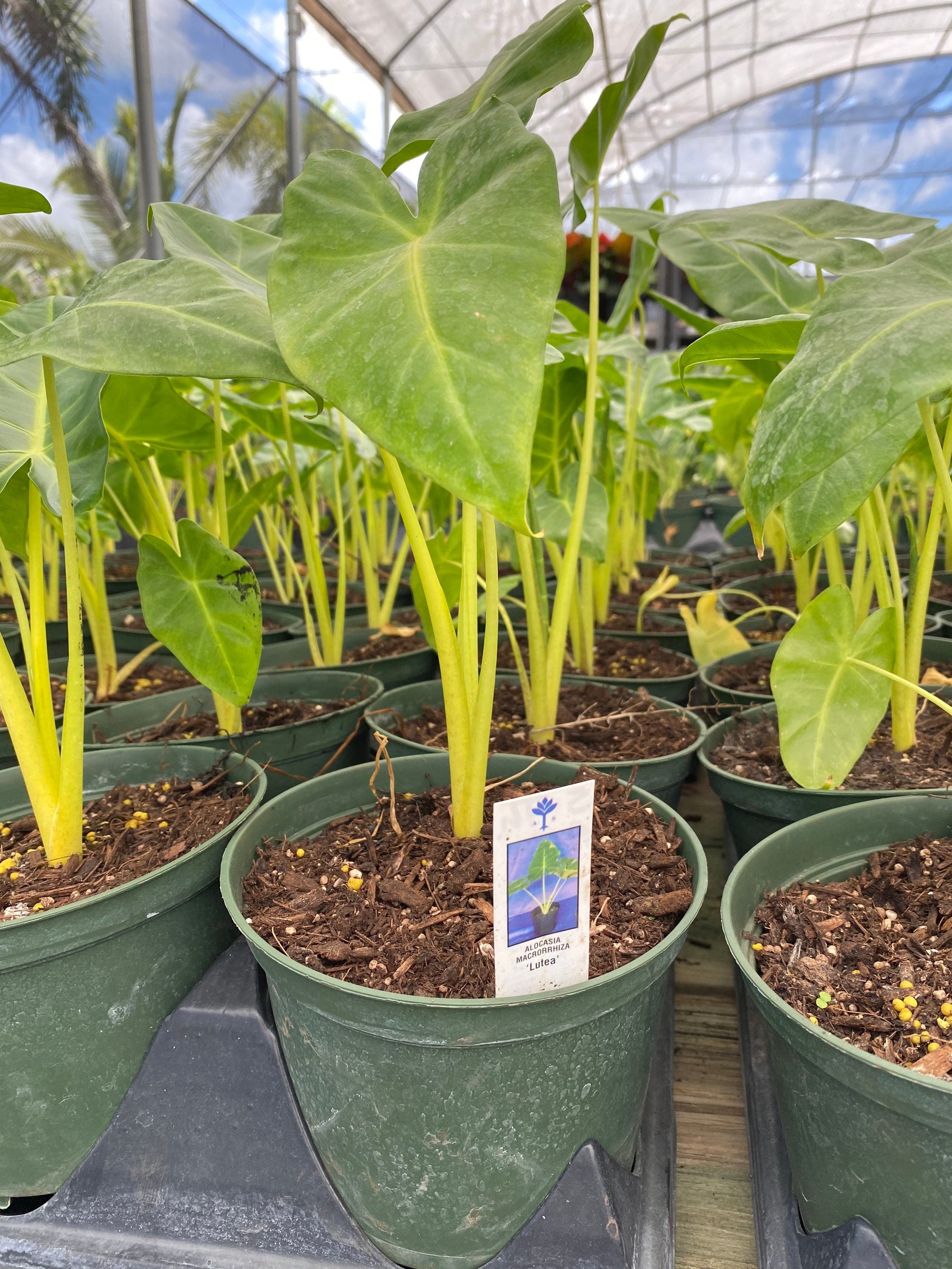 Alocasia Yellow Stem, Elephant Ears, Live Tropical Plant