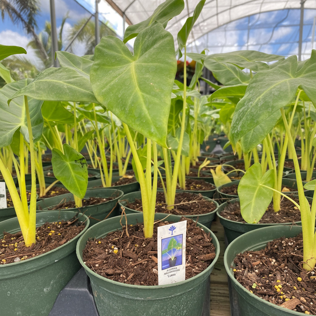 Alocasia Yellow Stem, Elephant Ears, Live Tropical Plant