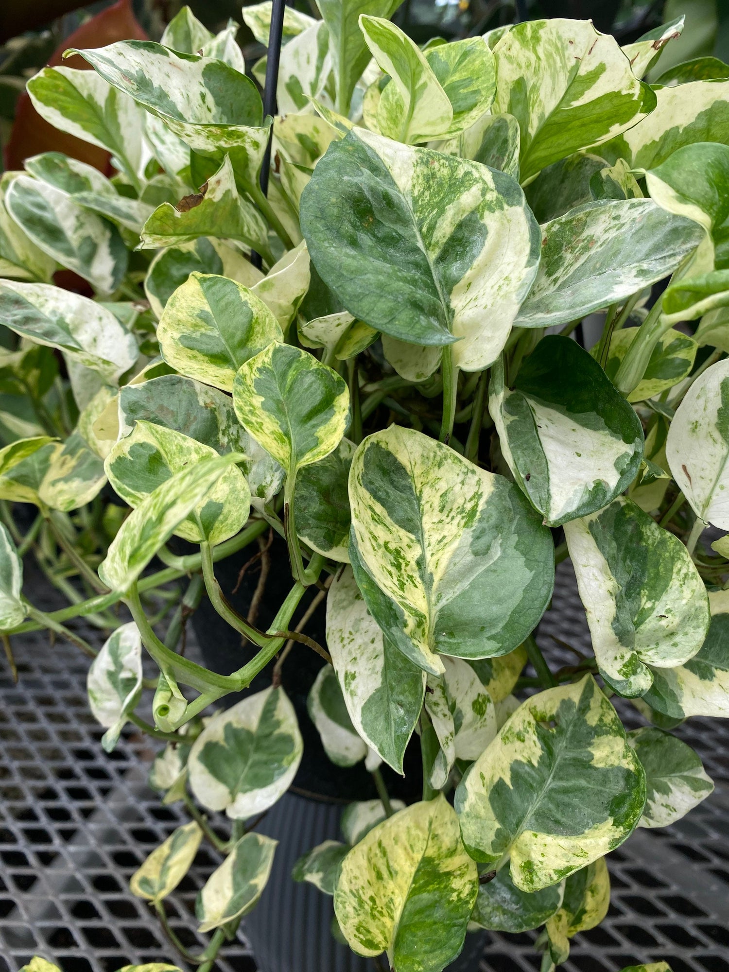 close view of Pothos N&