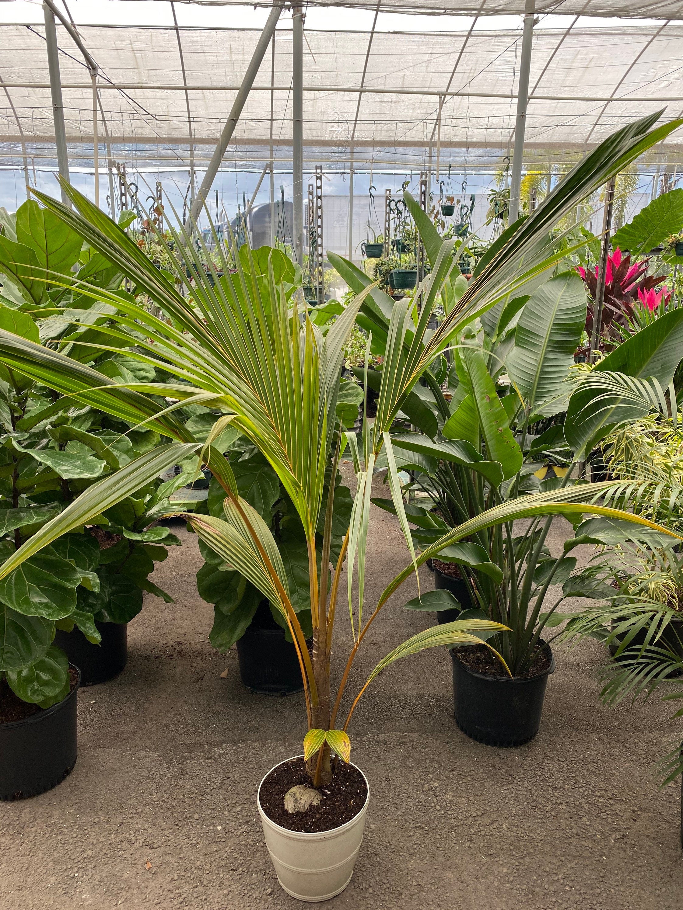 Coconut Tree Red Spicata, Exotic and Rare