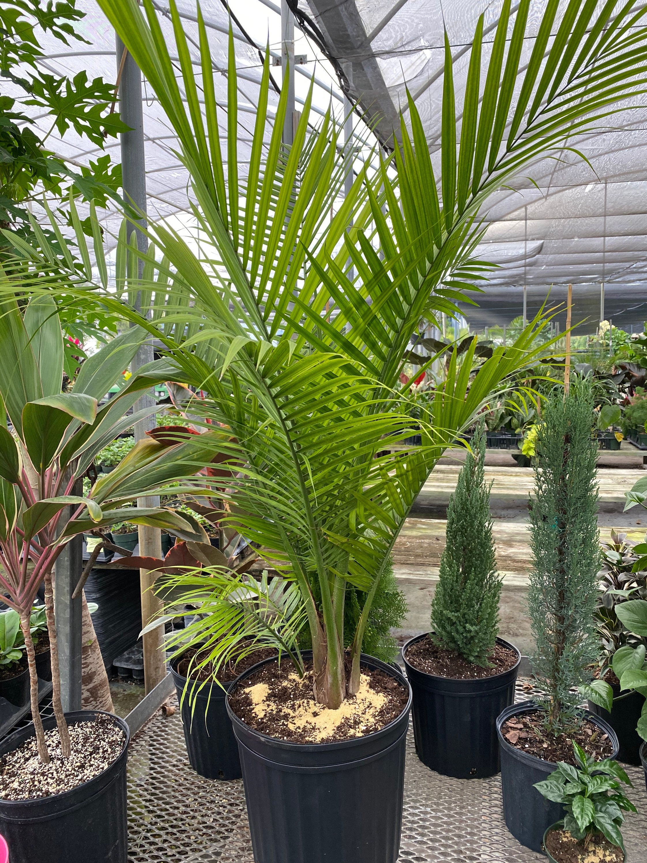 Majesty Palm, Ravenea Rivularis Live Indoor Plant