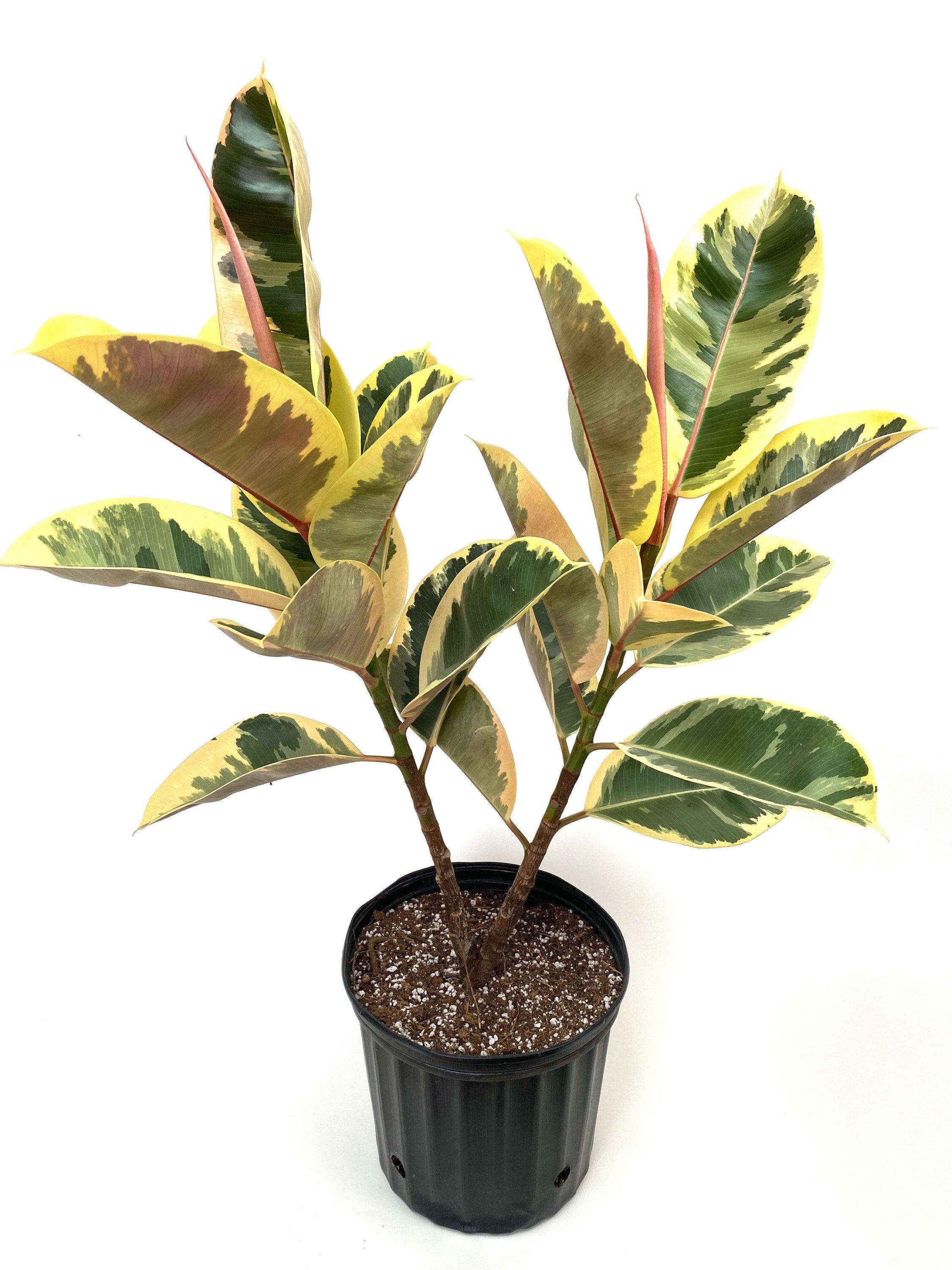 single Ficus Tineke Tree Form Double, Variegated Rubber Tree