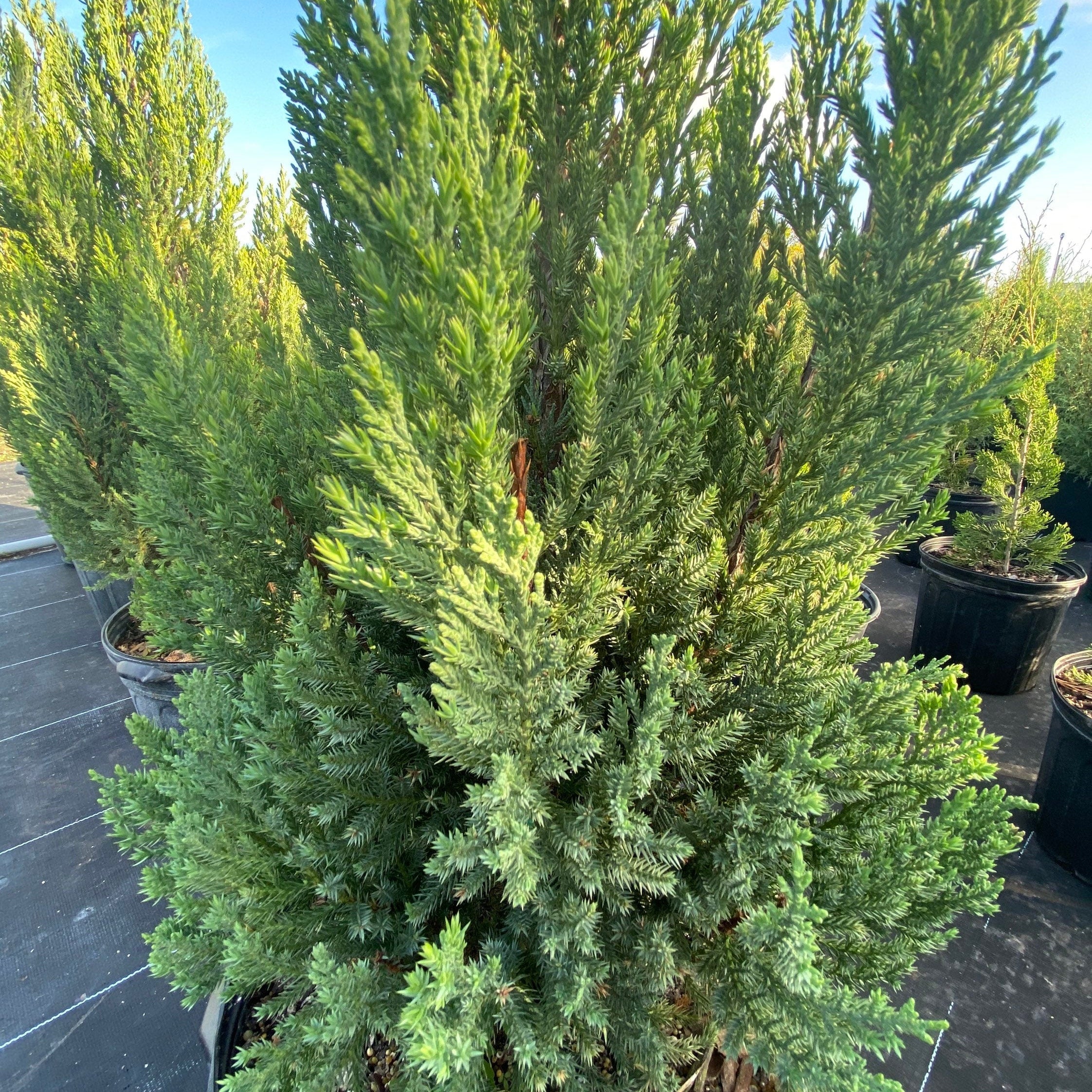 Blue Point Juniper, Juniperus Chinensis, Foliage Close up vew