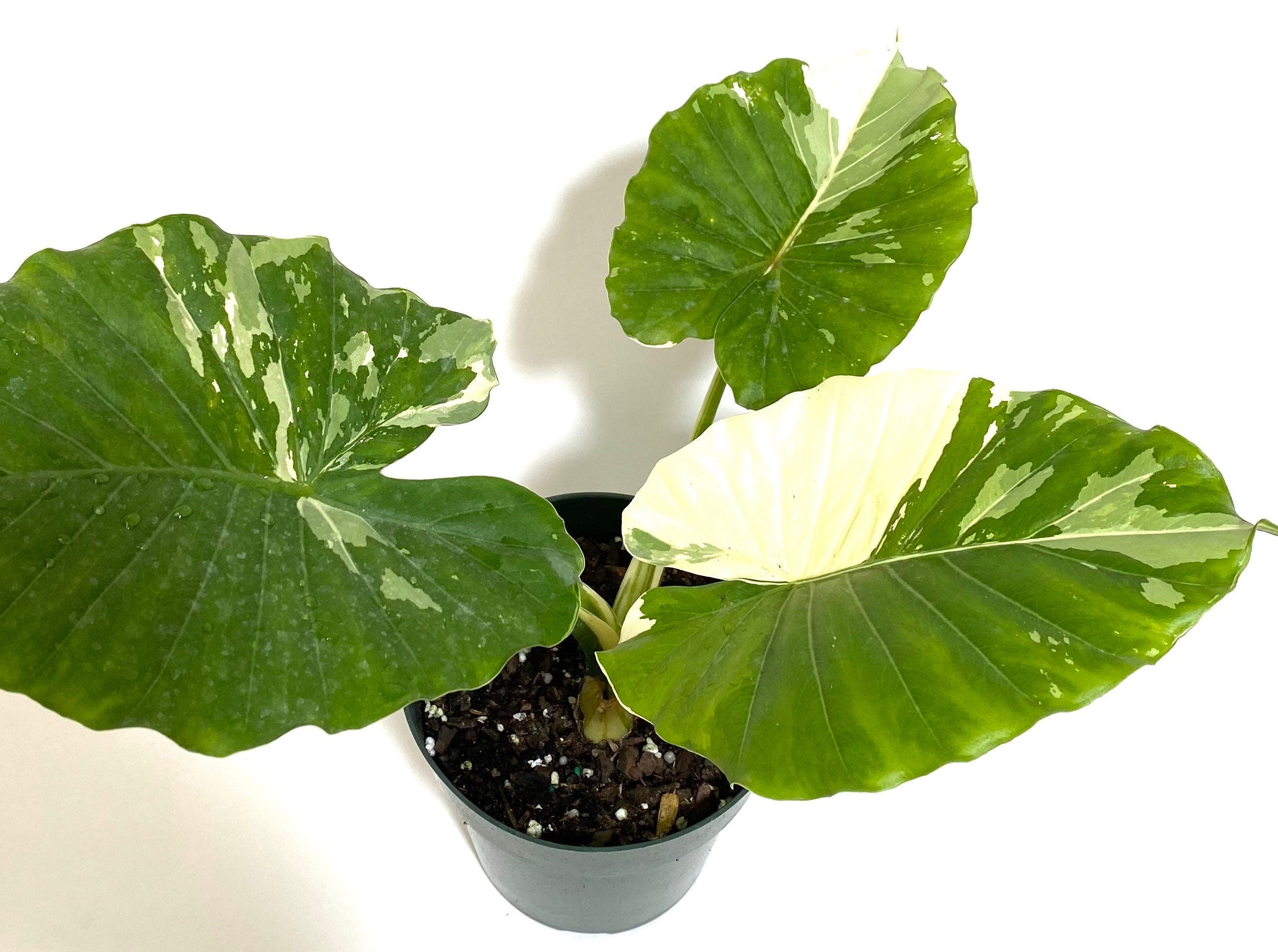 Alocasia Odora Variegata, Collectors Rare and Exotic in a black pot