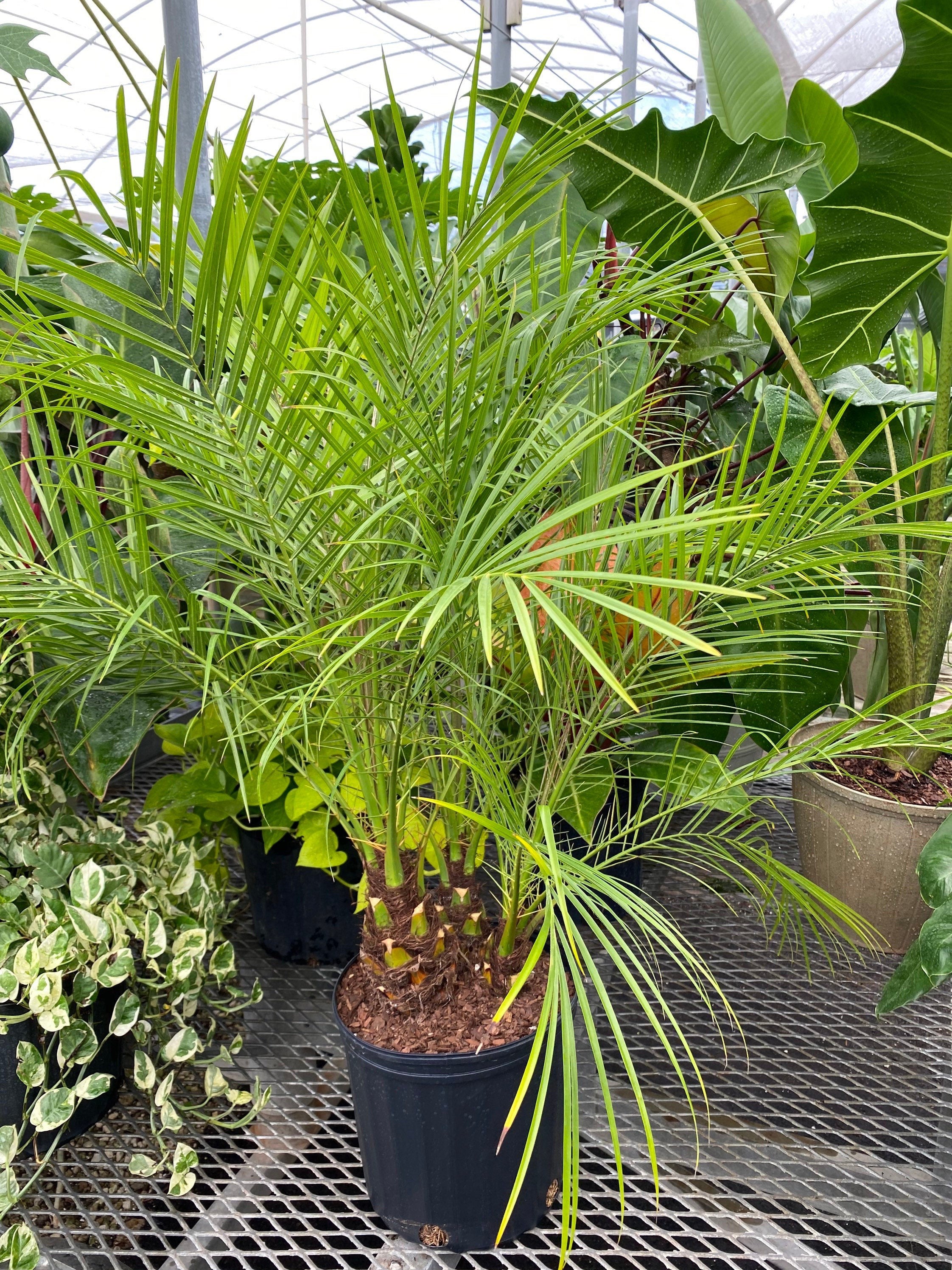 2-gallon Pygmy Date Palm with multiple textured trunks and long arching green fronds growing in a black nursery pot inside a tropical greenhouse surrounded by lush foliage.