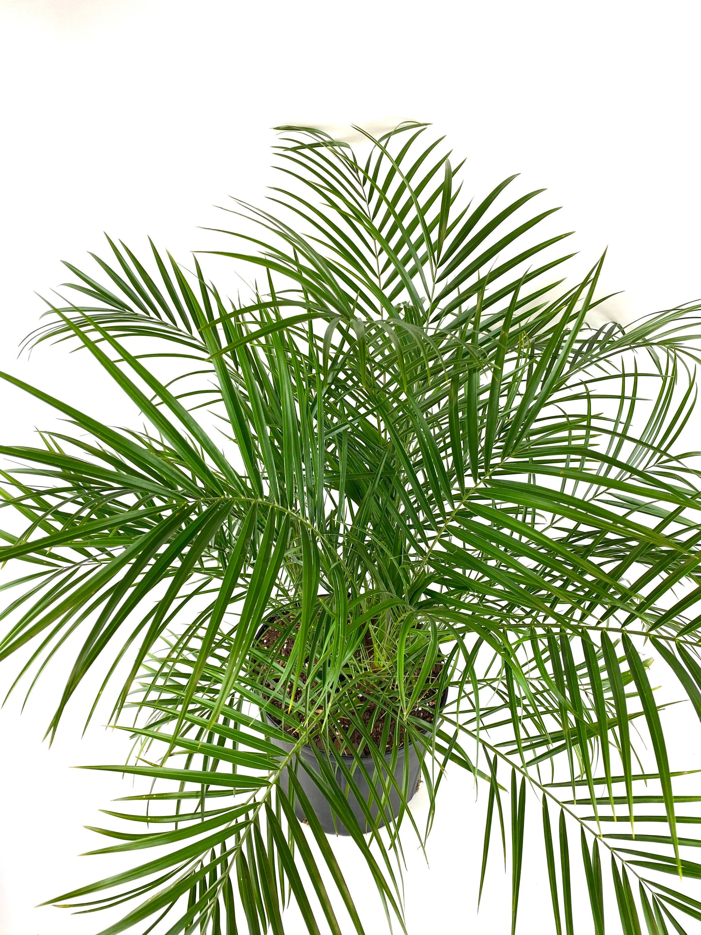 Full tropical Pygmy Date Palm with layered arching green fronds extending in all directions from a dense center growth in a 2 gallon black nursery container.