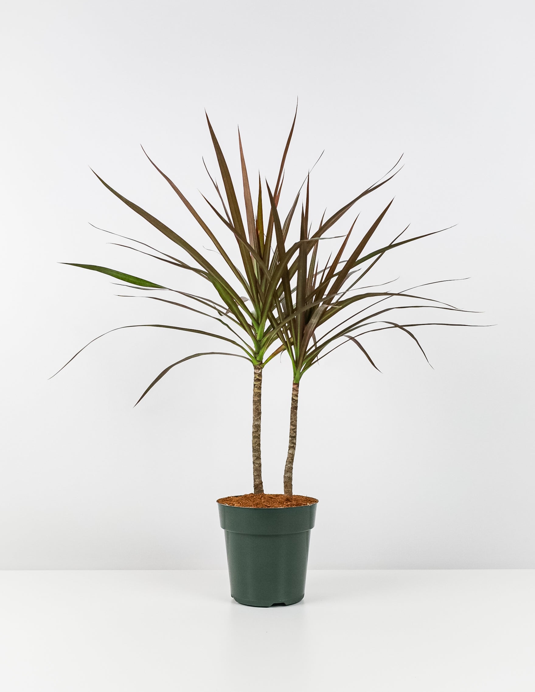 Dracaena Dragon Tree, Magenta Tree Form in a green pot