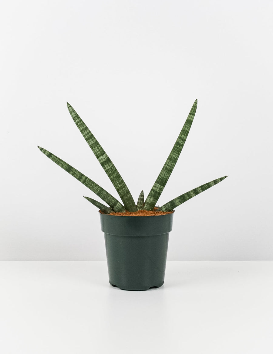 A potted Sansevieria Starfish (Boncel Cylindrica Snake Plant) featuring thick, cylindrical, light green leaves