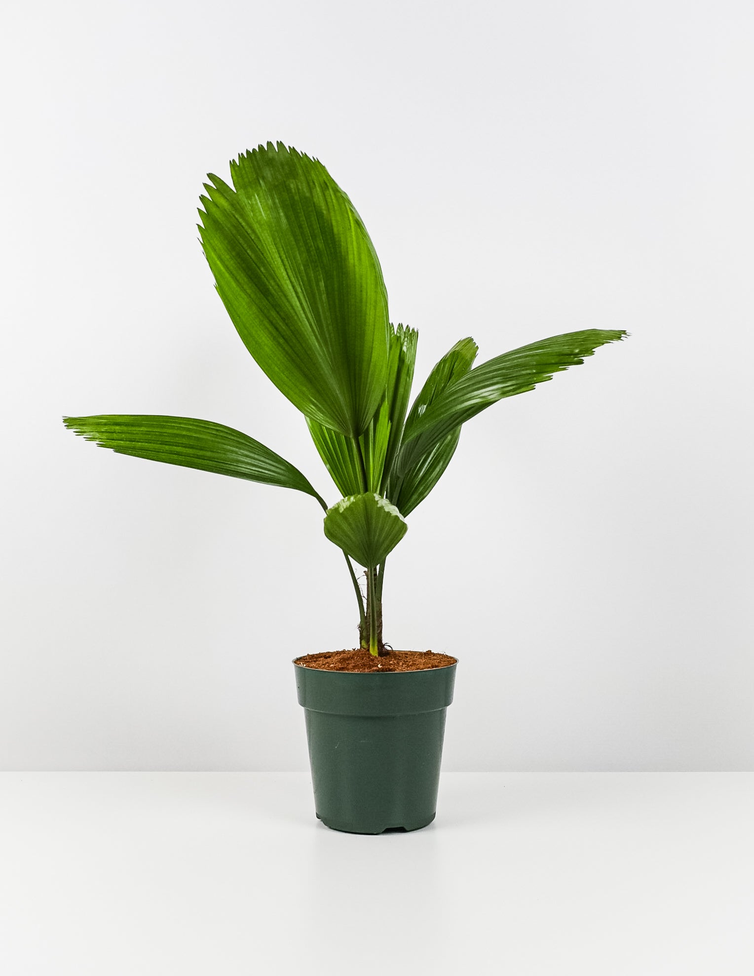 front view of Licuala Grandis Fan Palm Tree, Rare and Exotic