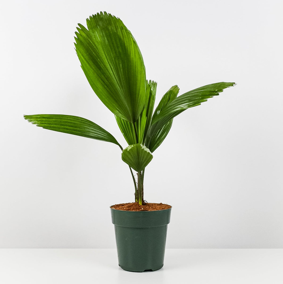 Front view of Licuala Grandis fan palm in a 1 gal dark green pot showcasing large circular fan leaves on white background